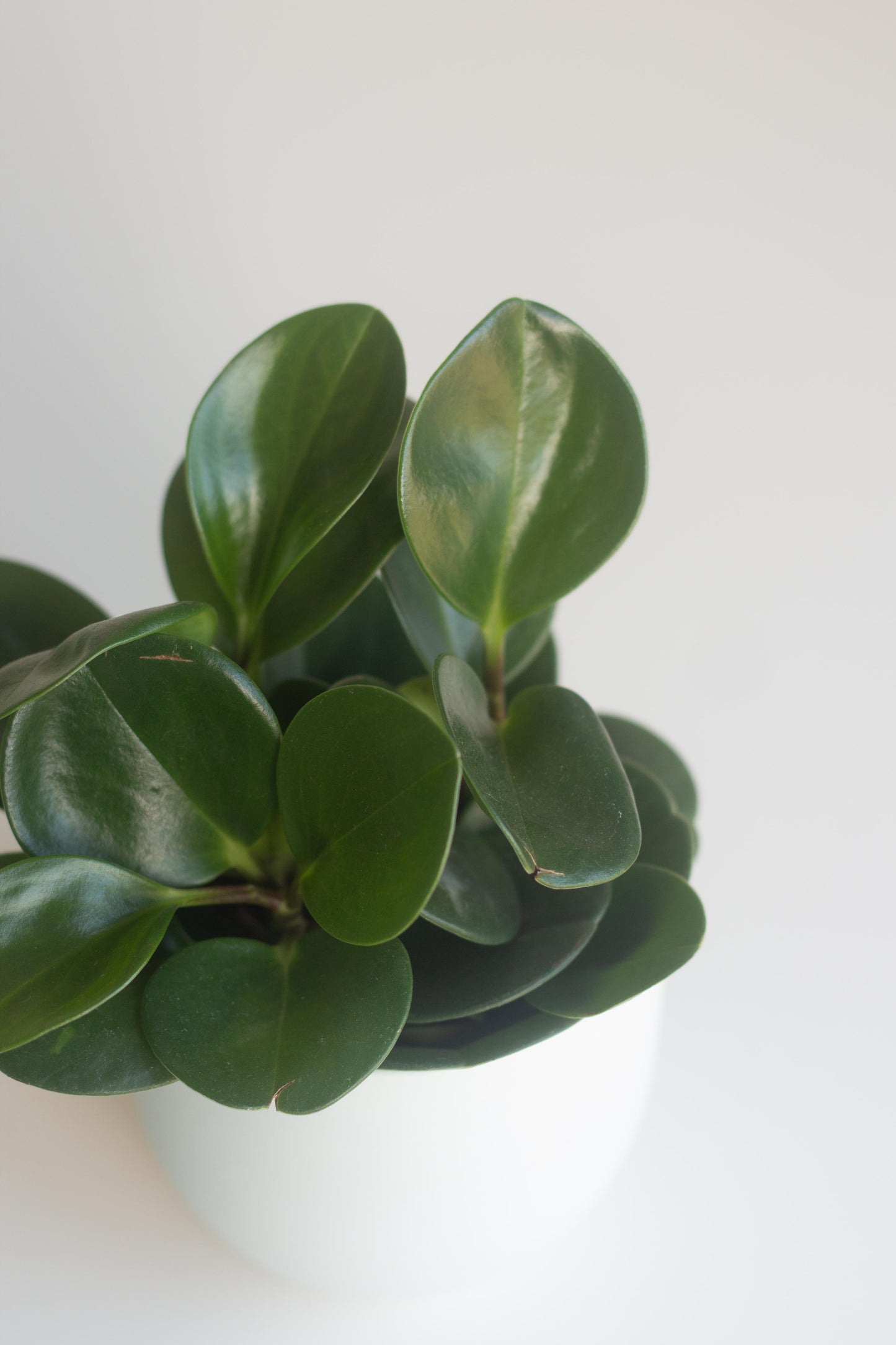 Peperomia Obtusifolia