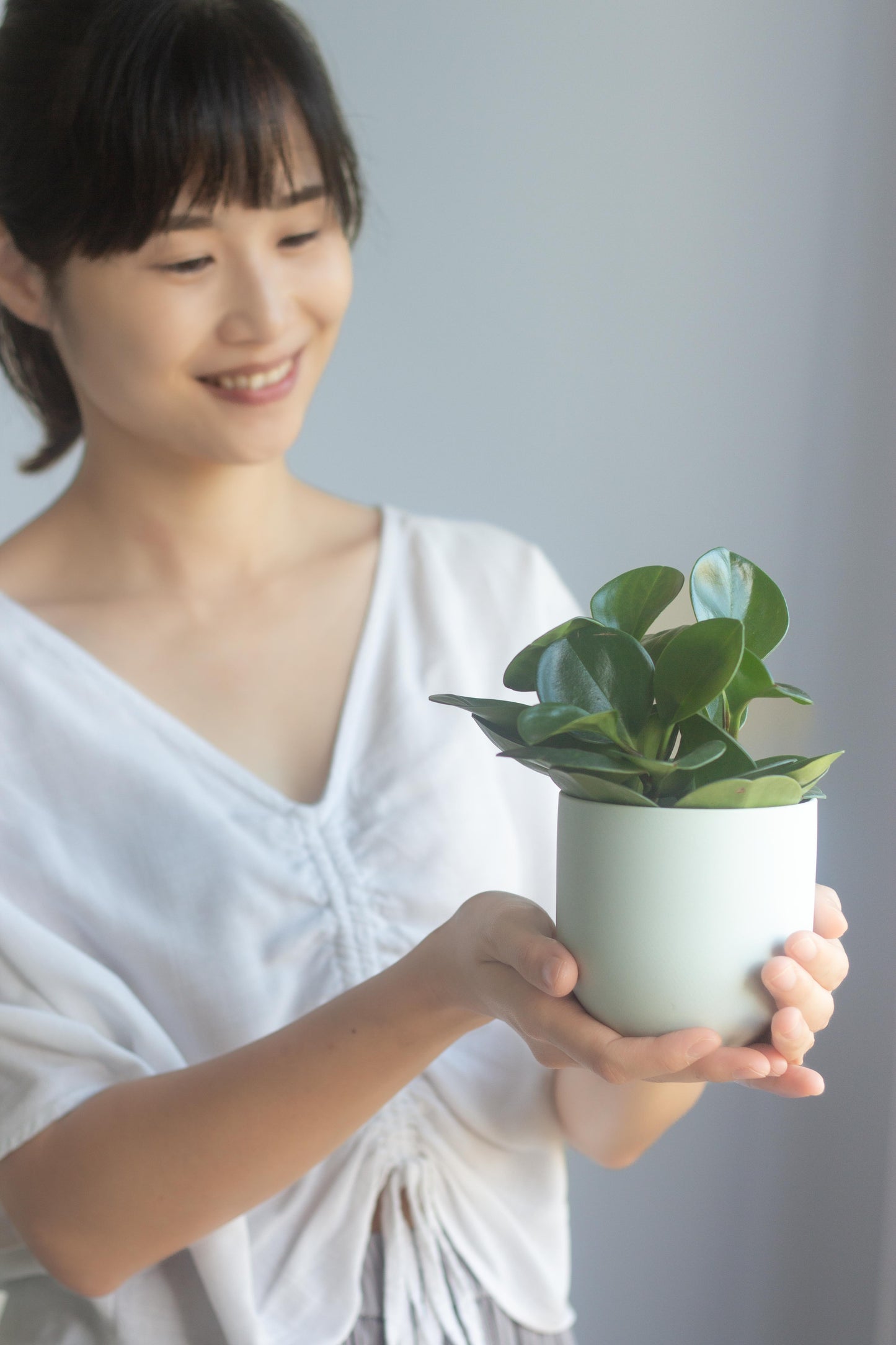 Peperomia Obtusifolia