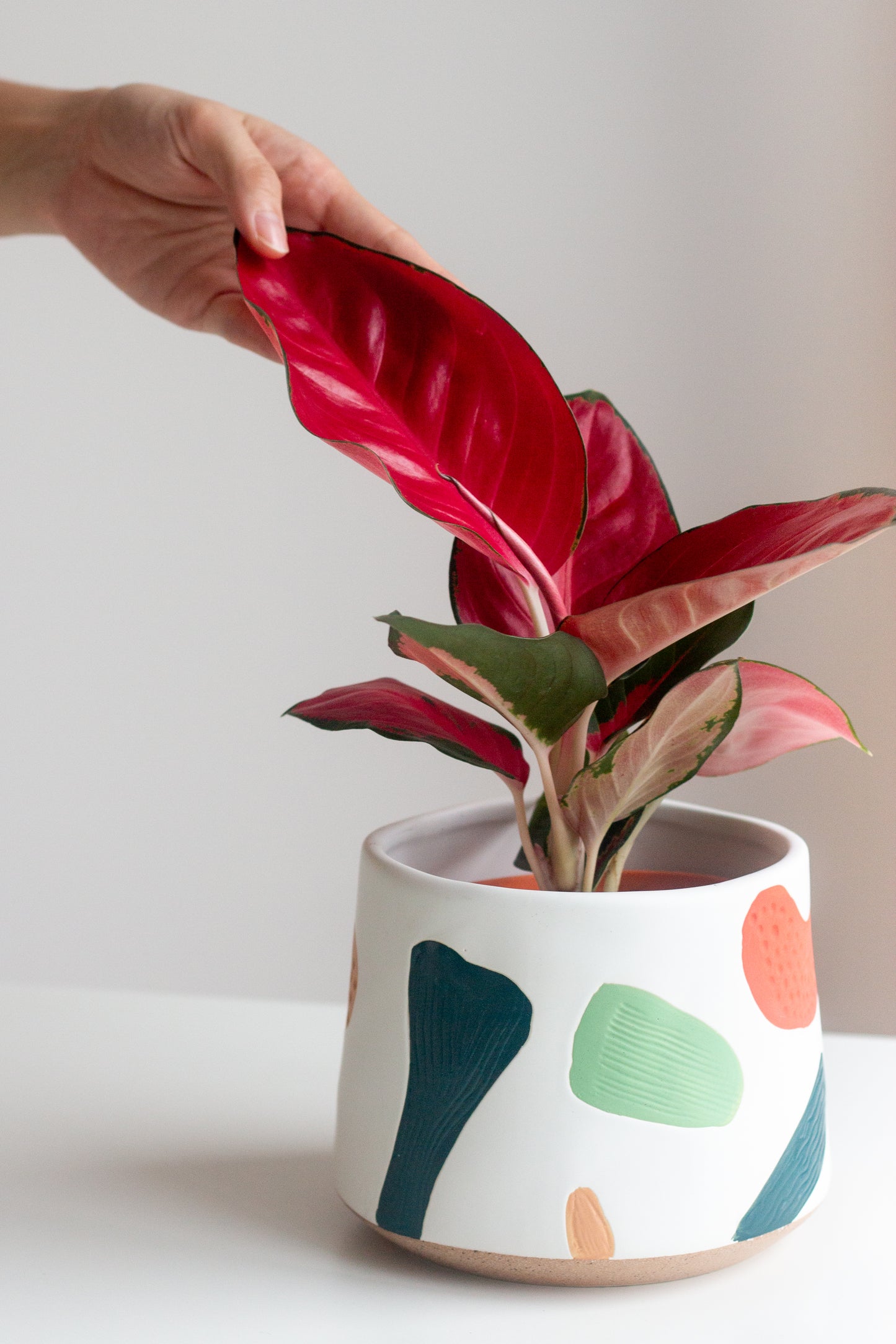 Aglaonema Red