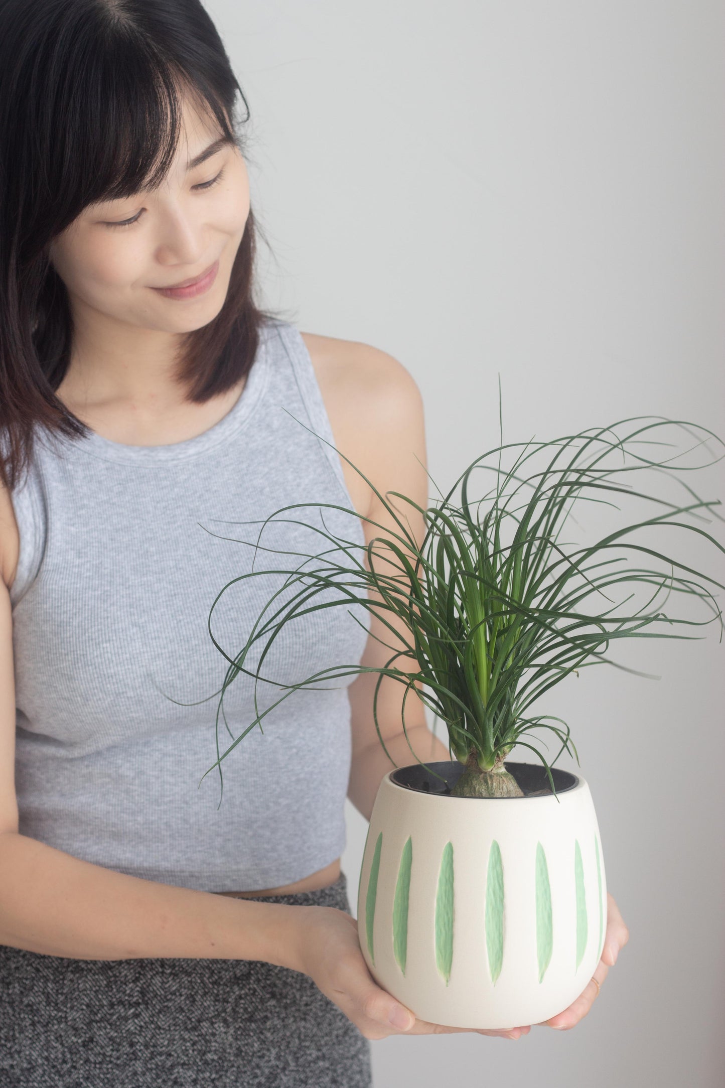 Ponytail Palm