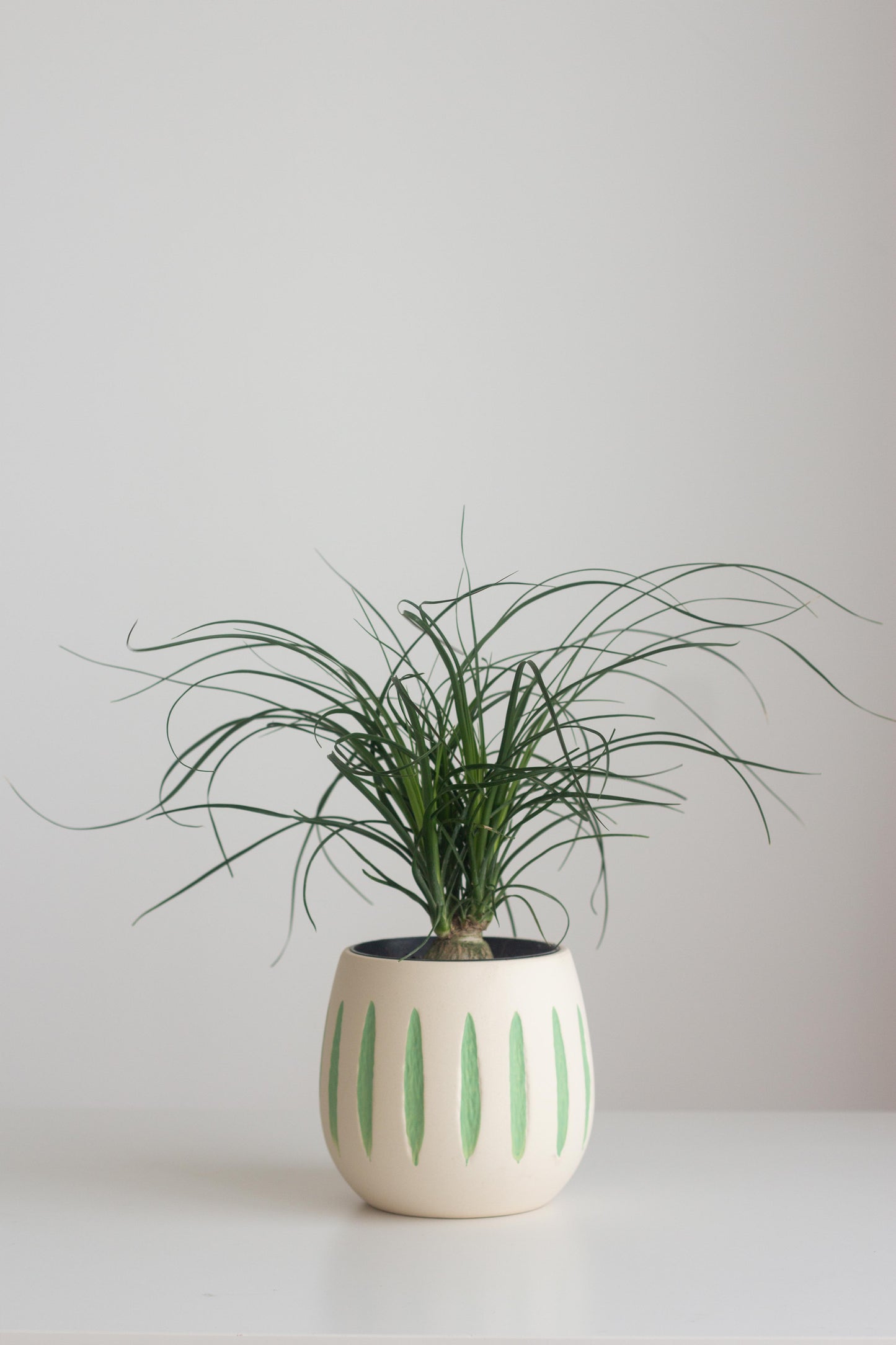 Ponytail Palm