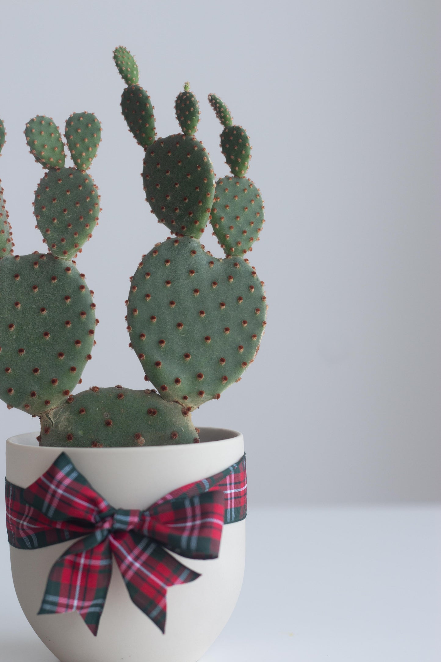 Bunny Ear Cactus