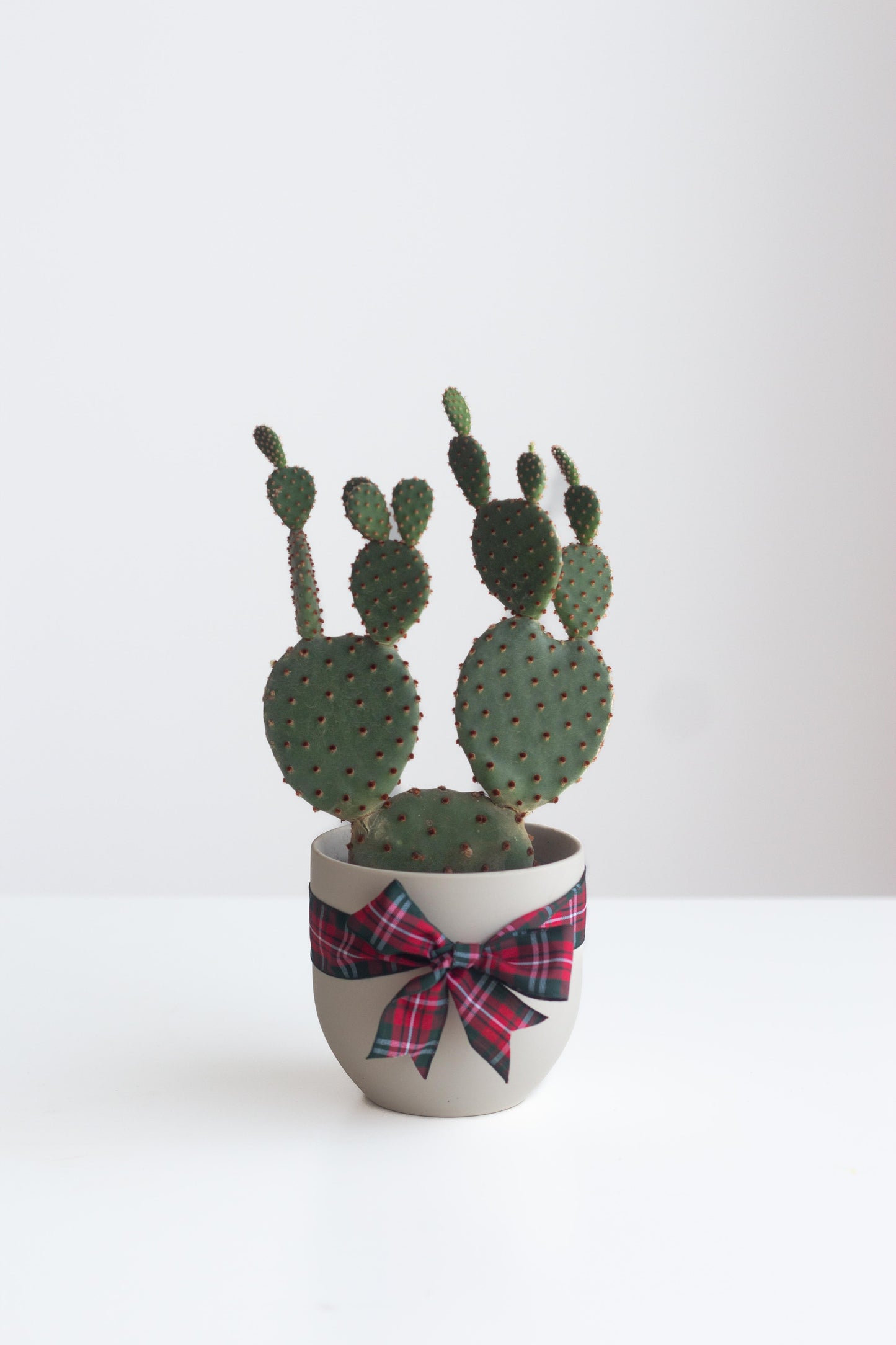 Bunny Ear Cactus