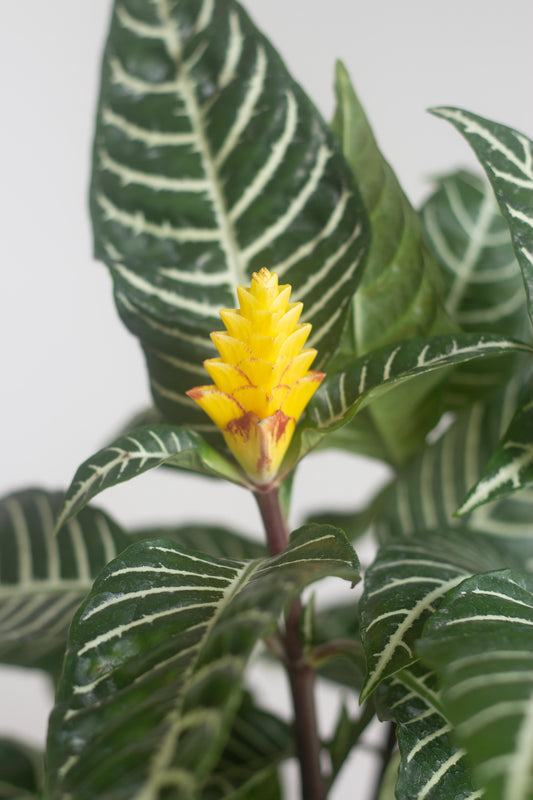 Zebra Plant