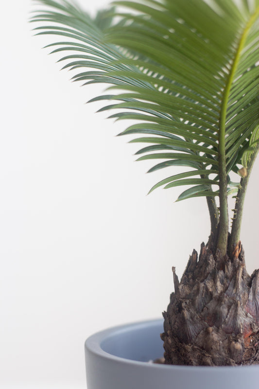 Sago Palm