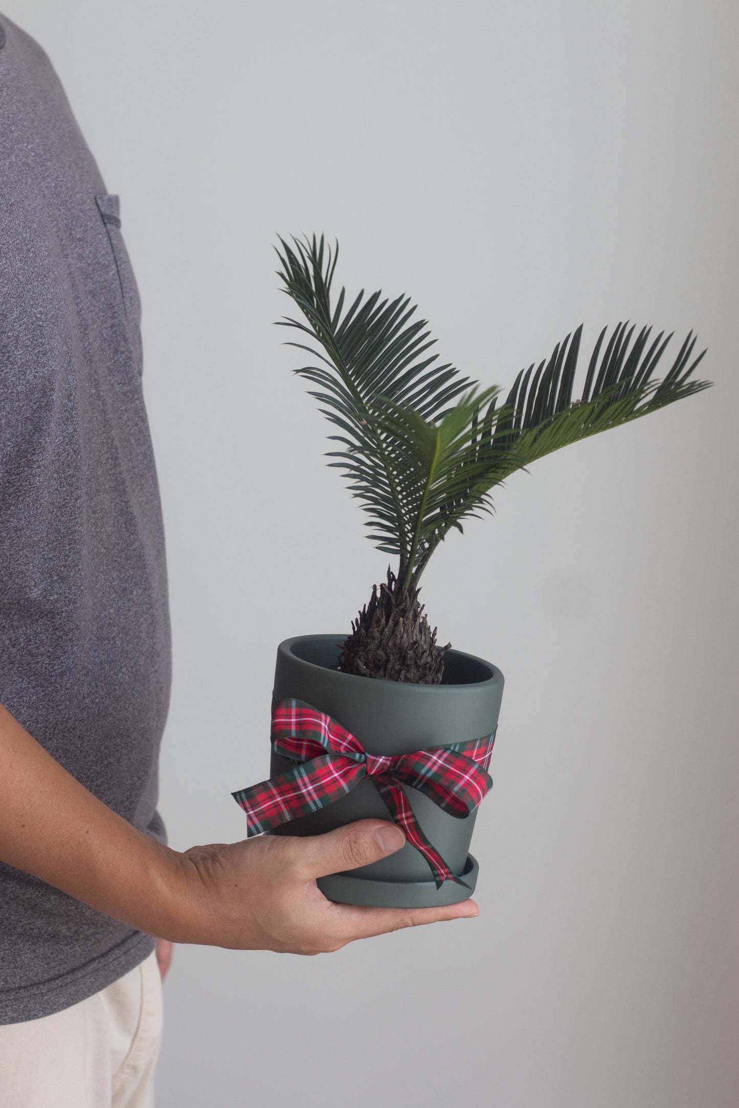 Sago Palm