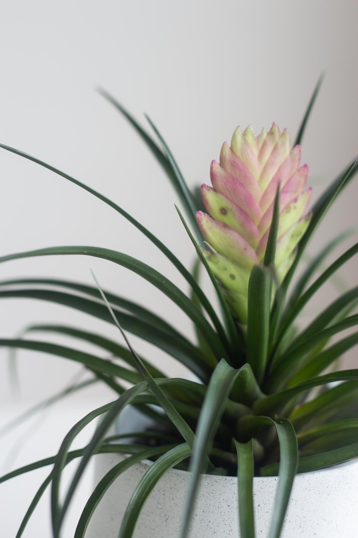 Pink Quill