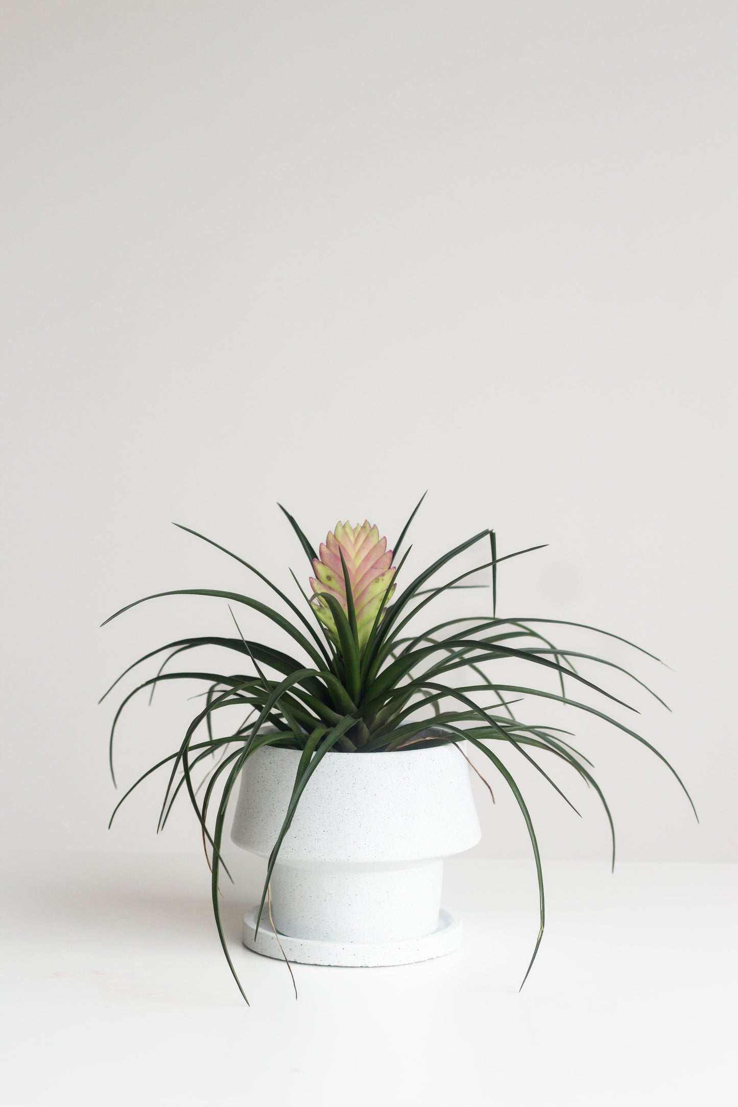 Pink Quill