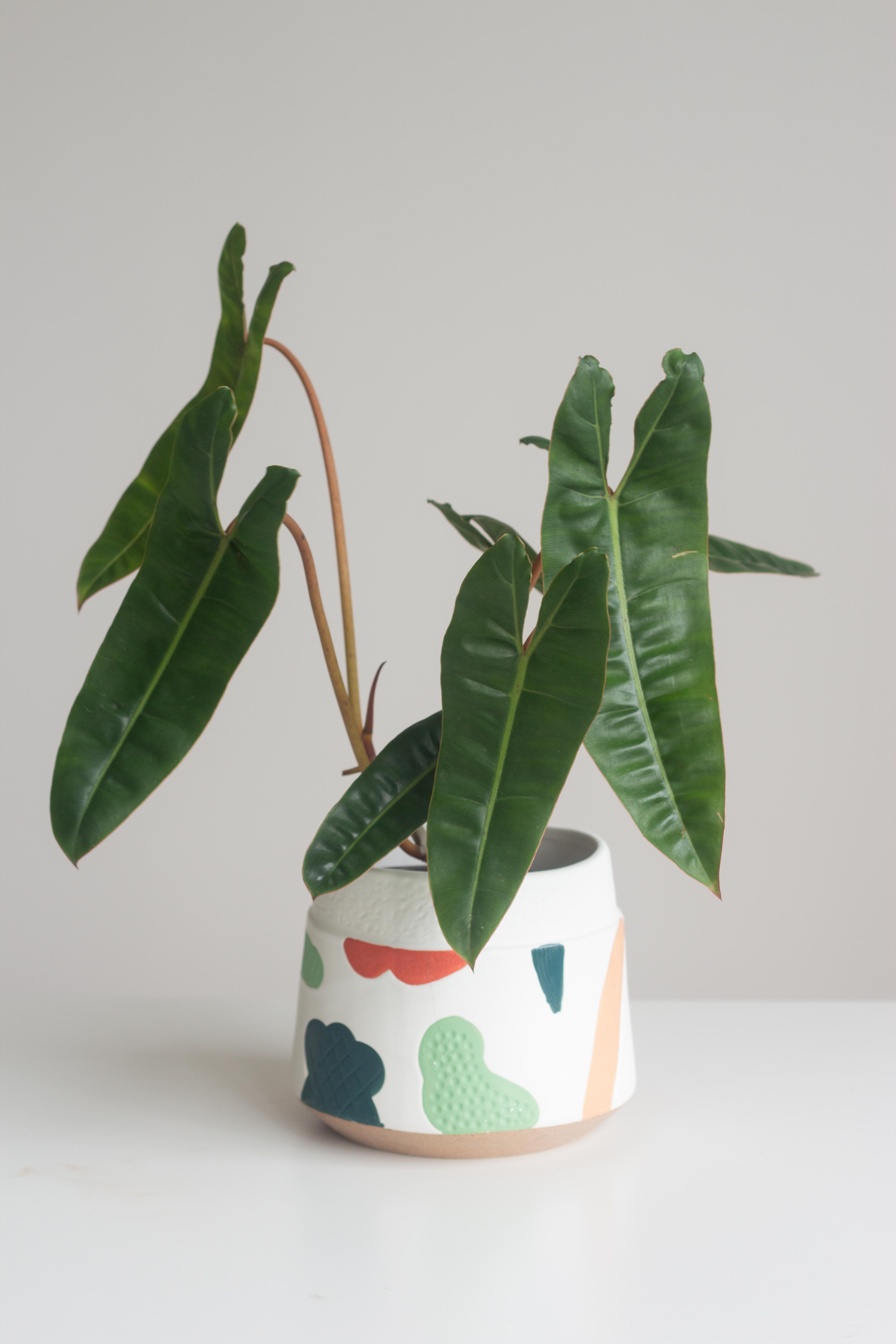 Philodendron Billietiae – Bloomspace