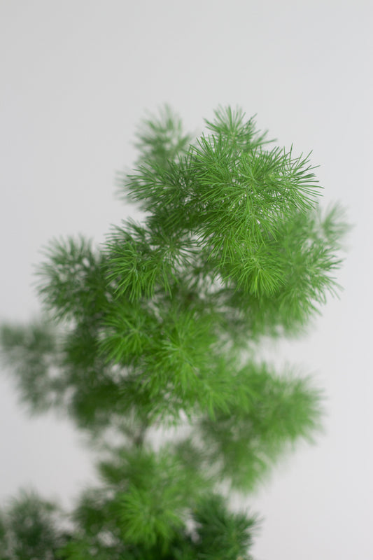 Ming Fern