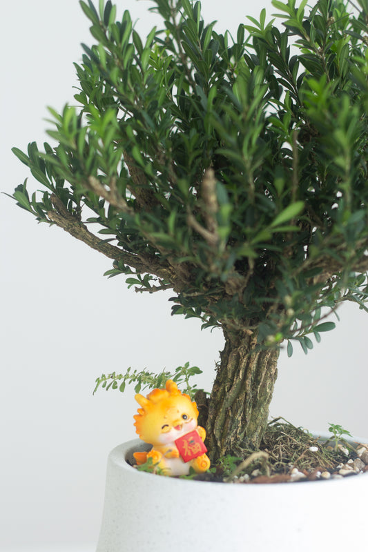 Buxus Bonsai