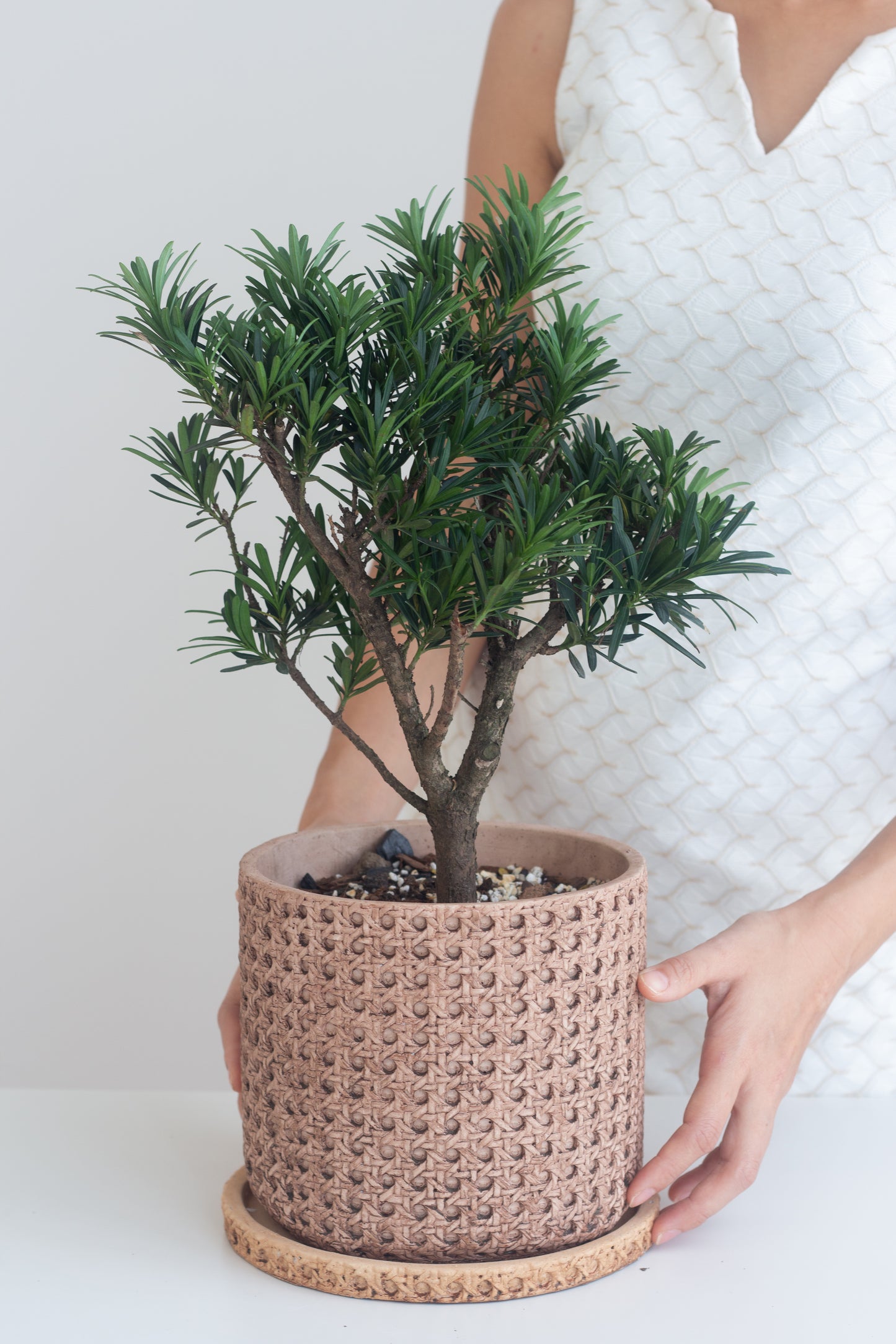 Buddhist Pine
