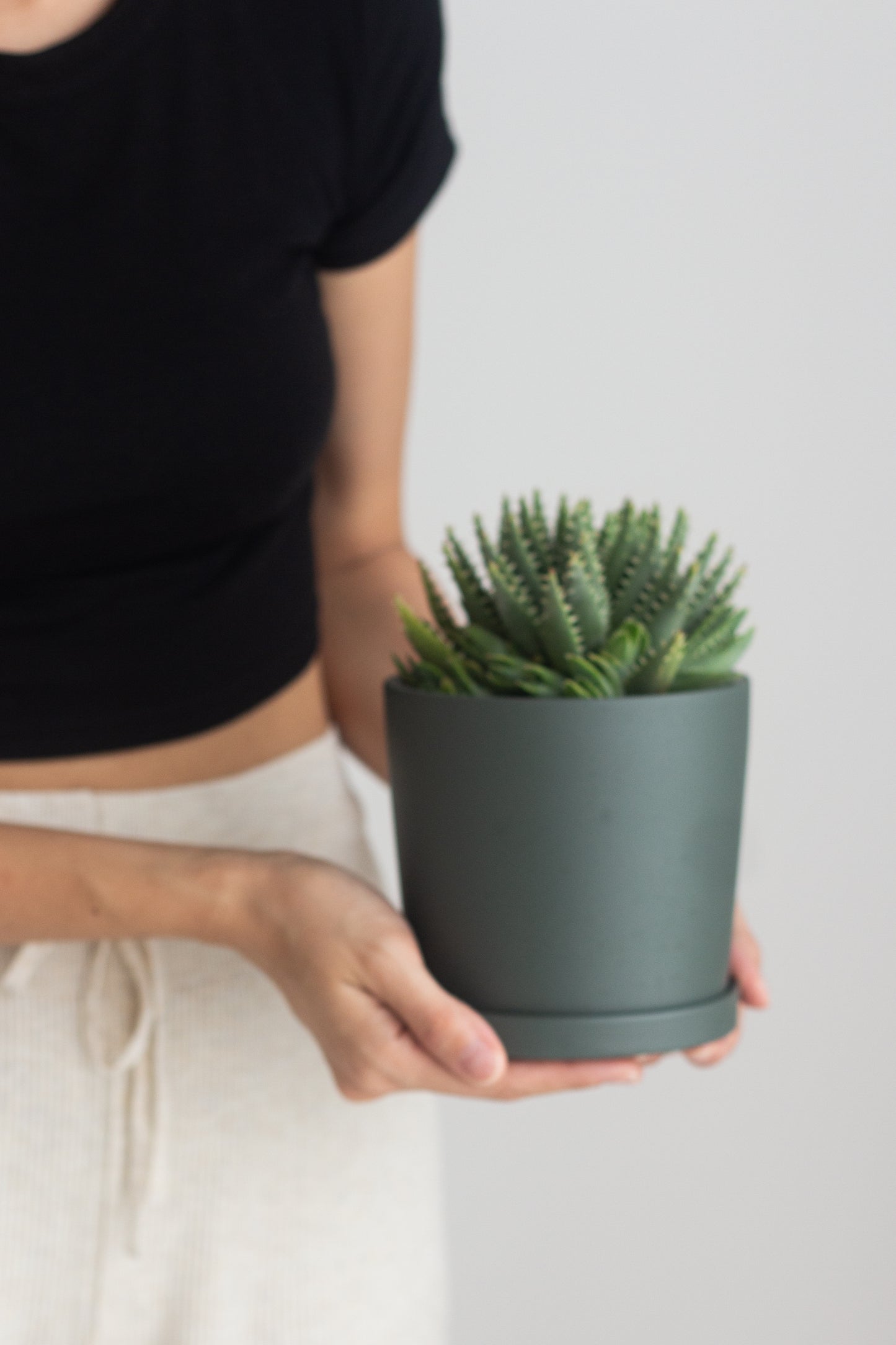 Aloe Brevifolia