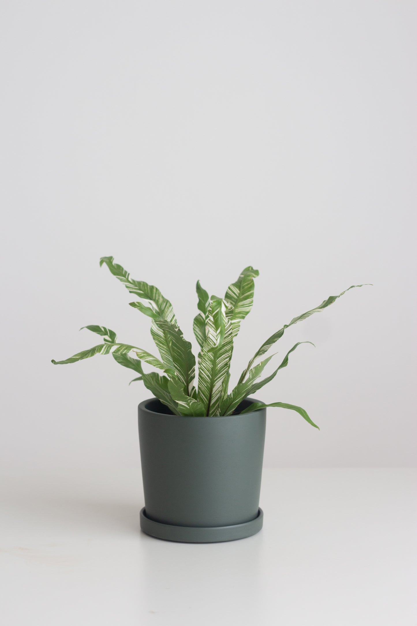 Asplenium Nidus Variegated