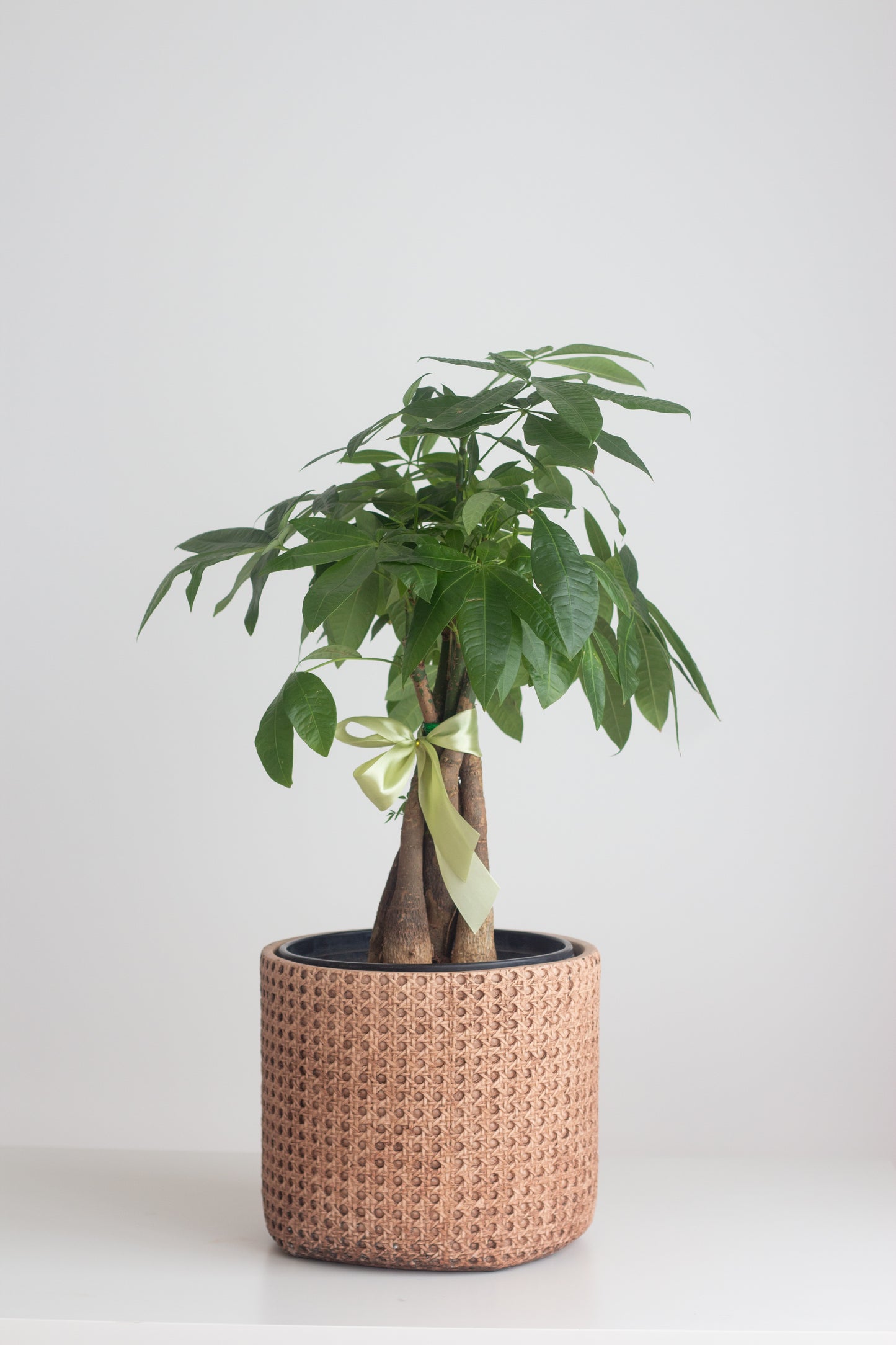 Braided Money Tree