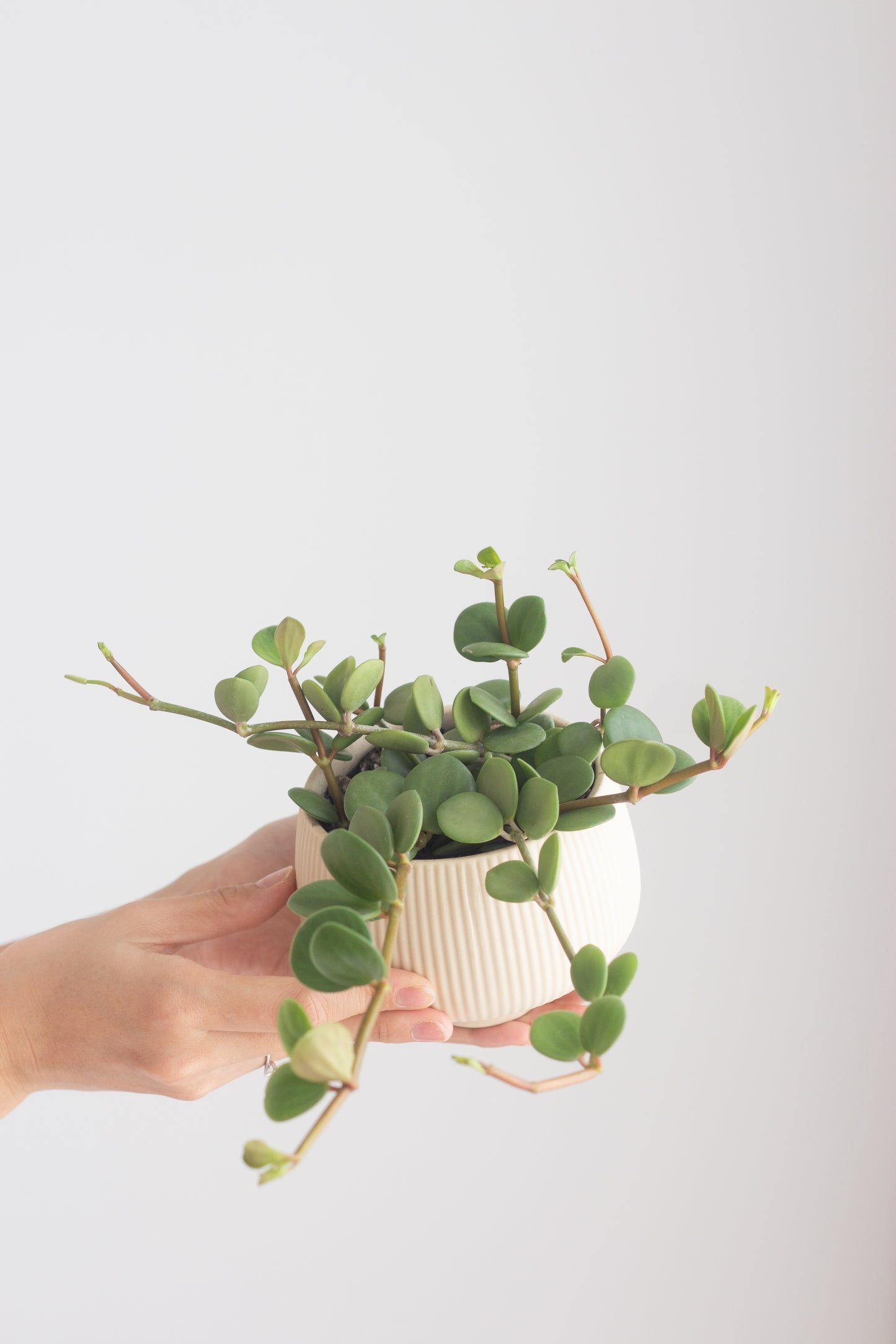 Peperomia Hope