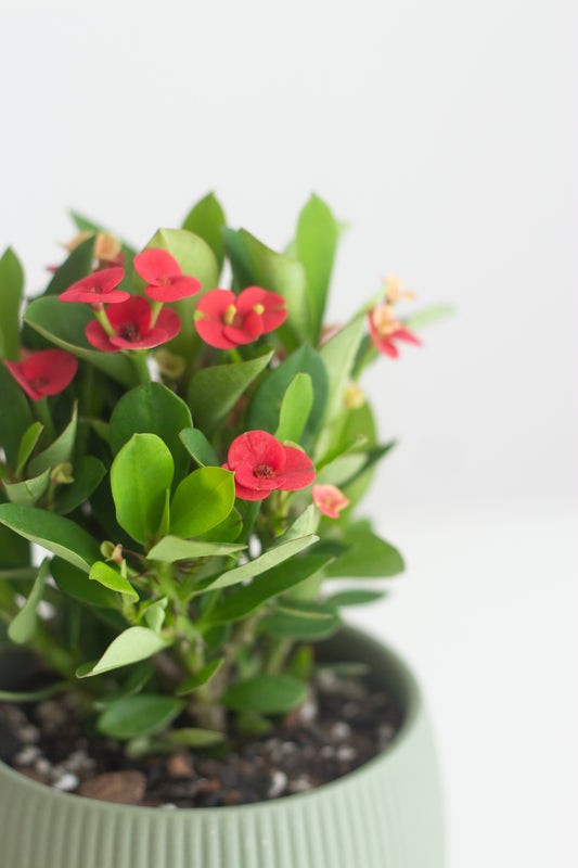 Euphorbia Milii