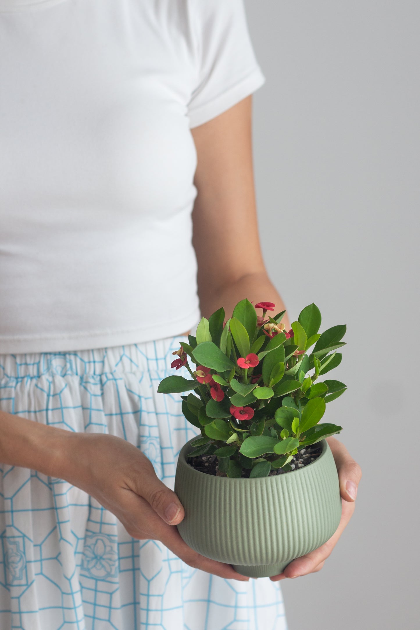 Euphorbia Milii