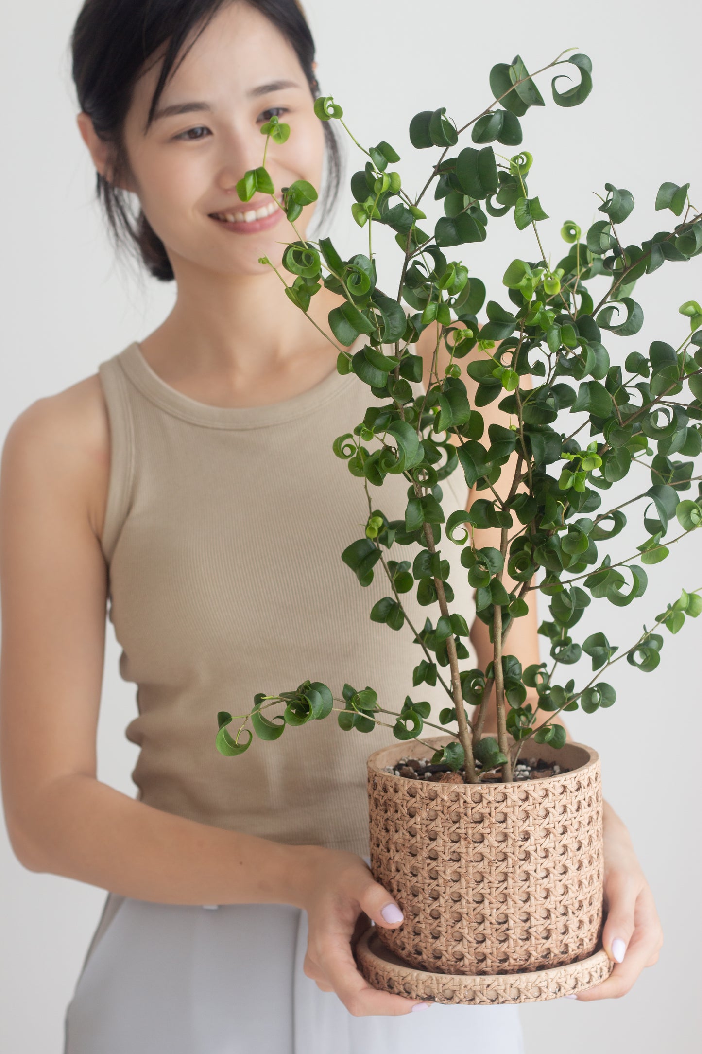 Ficus Benjamina Barok