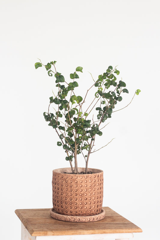 Ficus Benjamina Barok