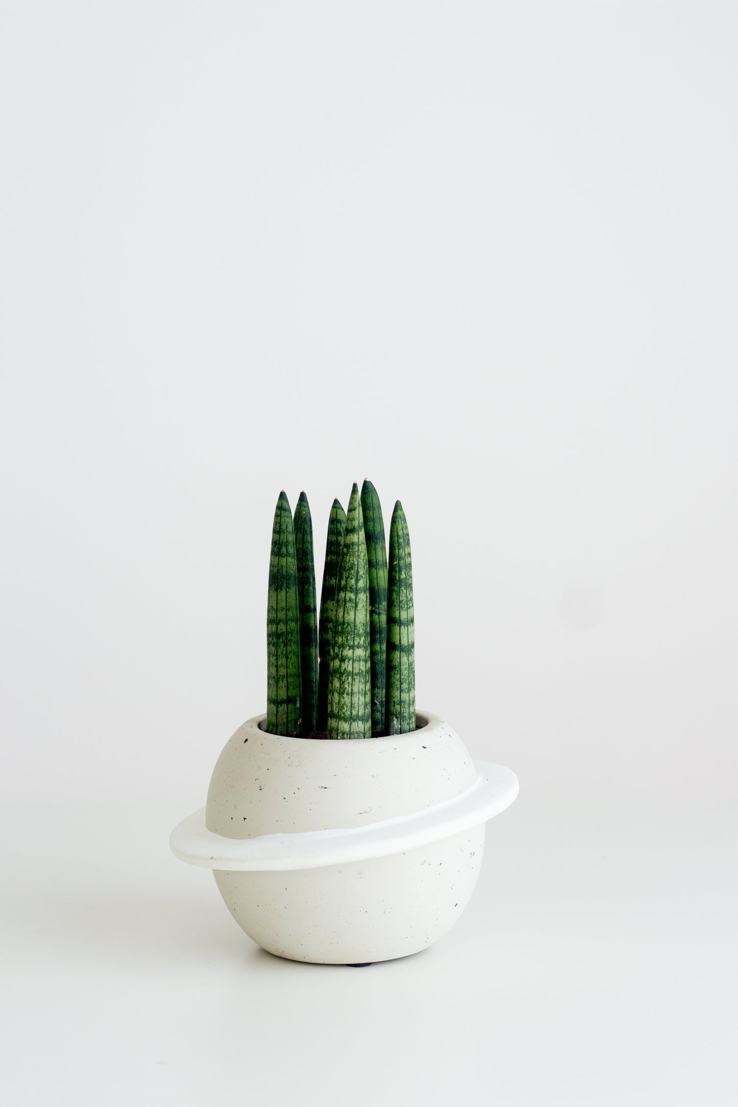 Sansevieria Cylindrica