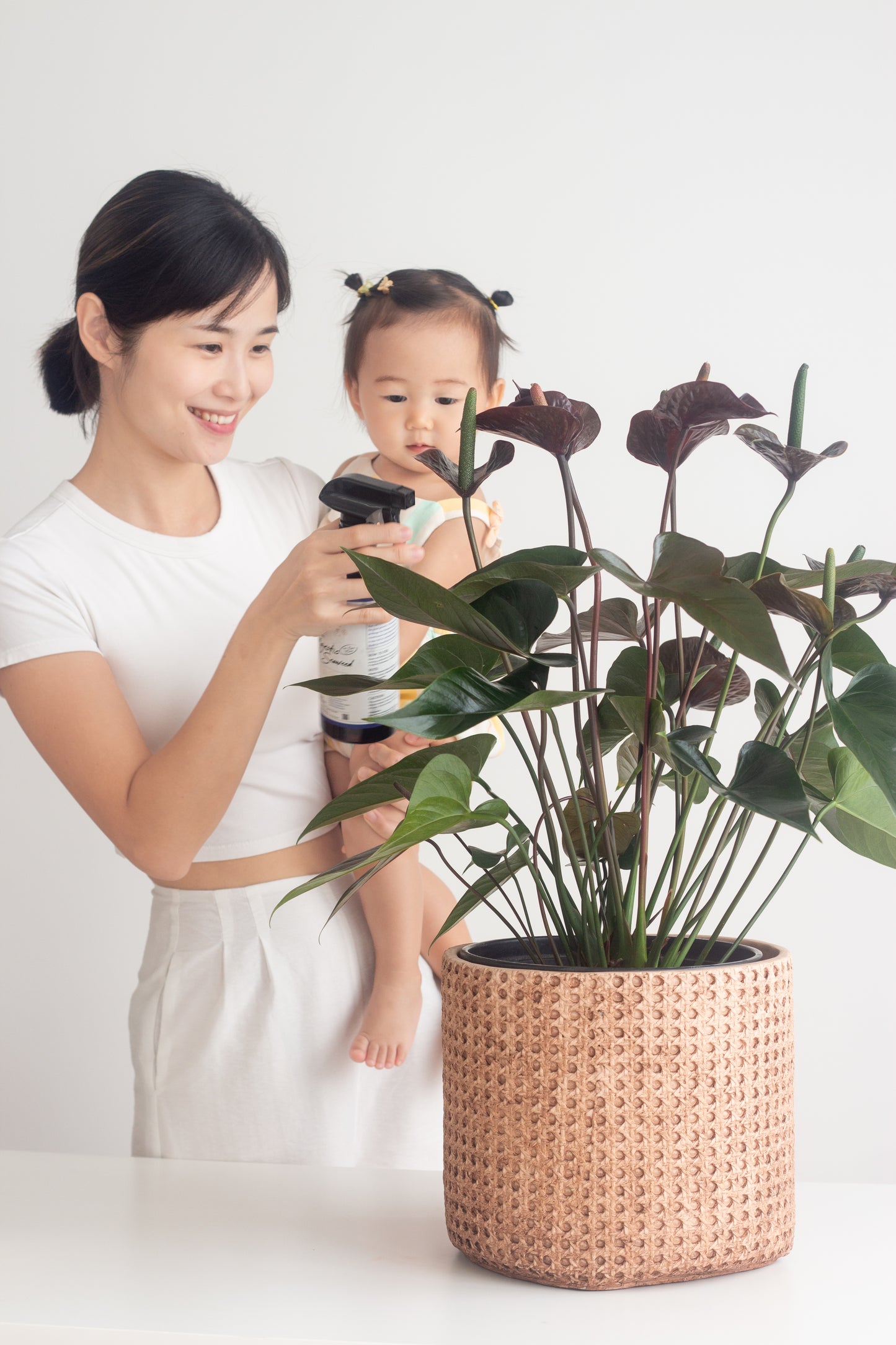 Anthurium Black Love