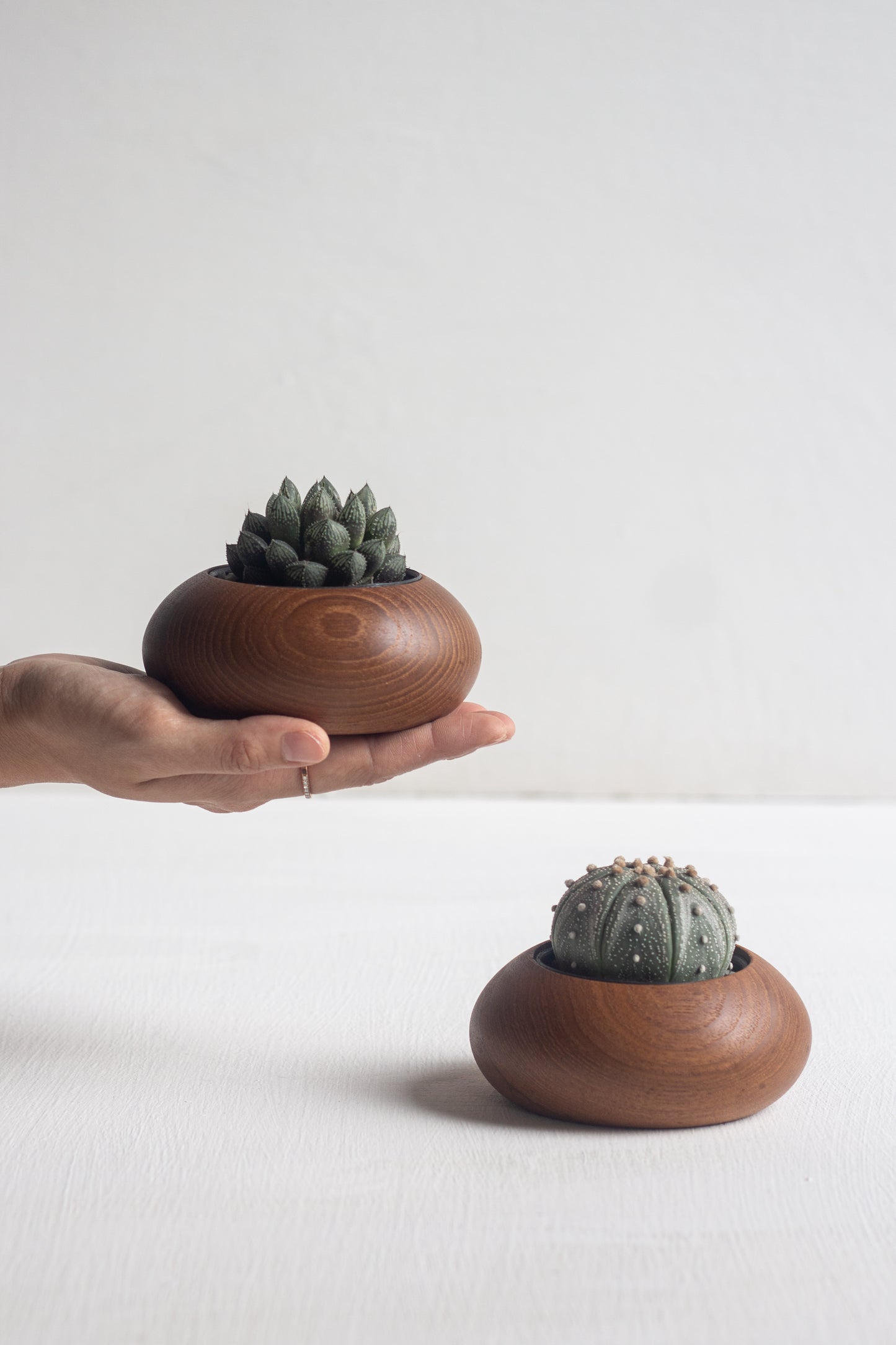 Succulent Gem