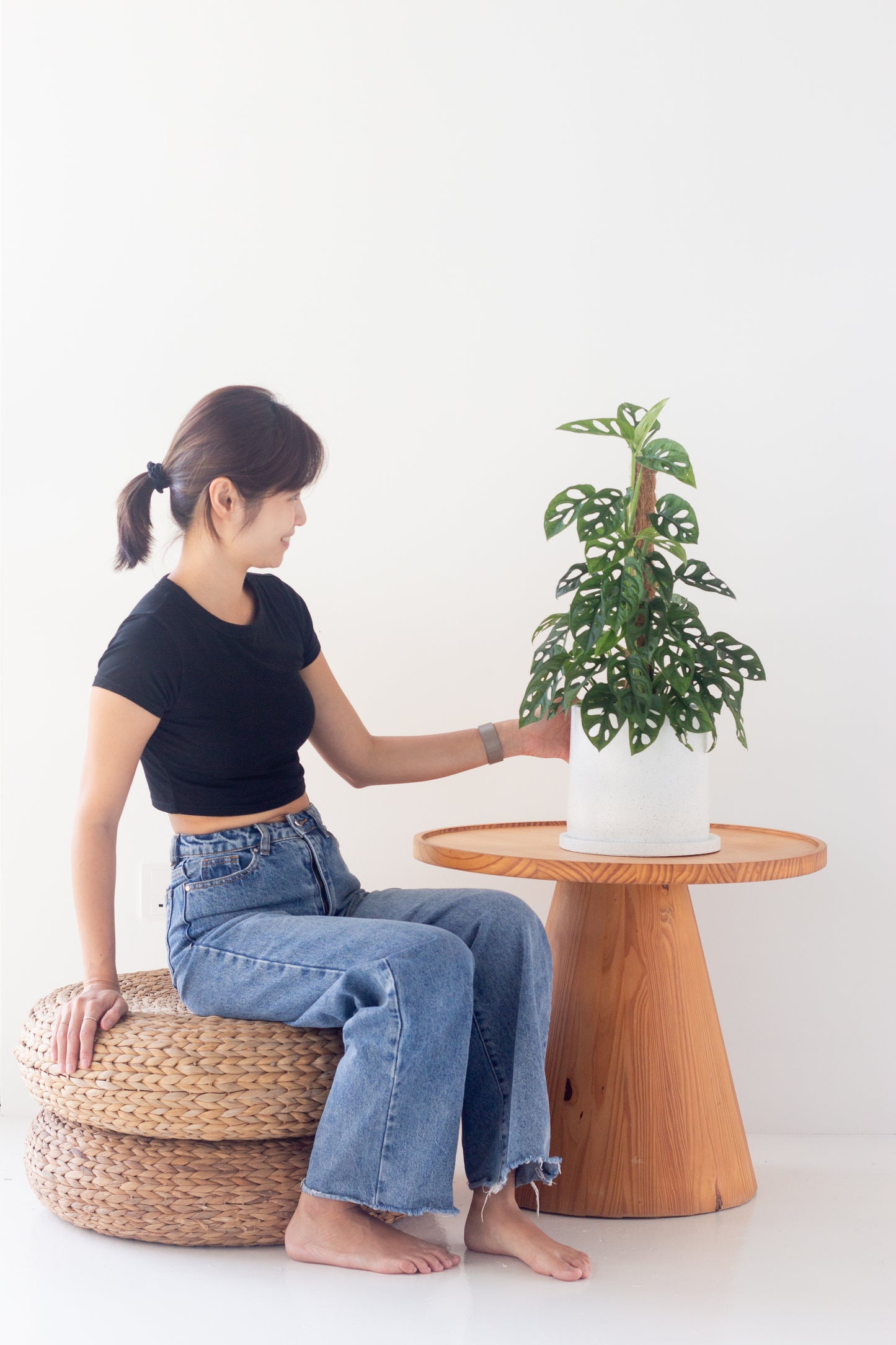Monstera Adansonii