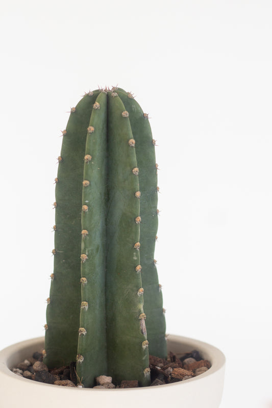 San Pedro Cactus