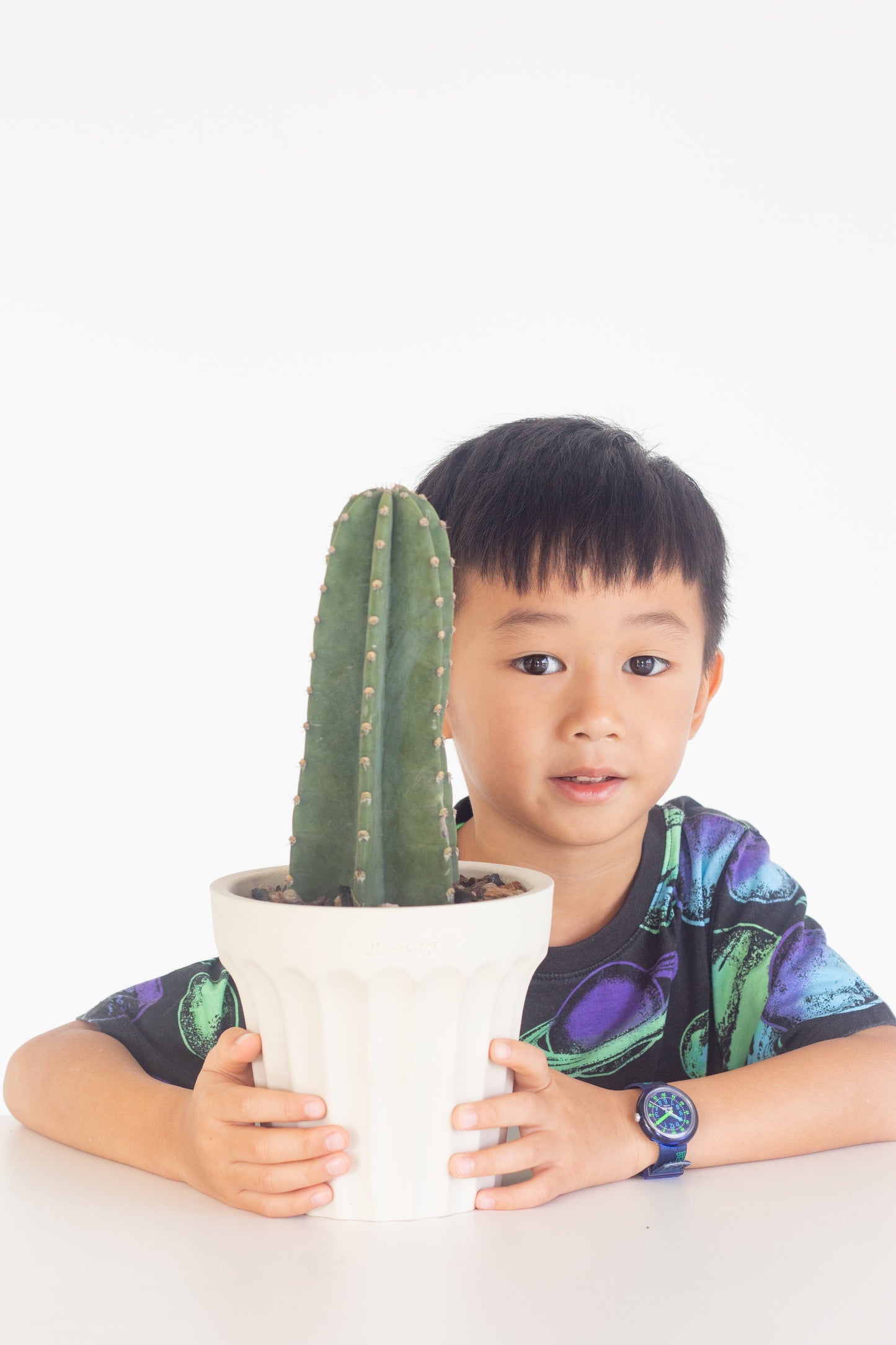 San Pedro Cactus