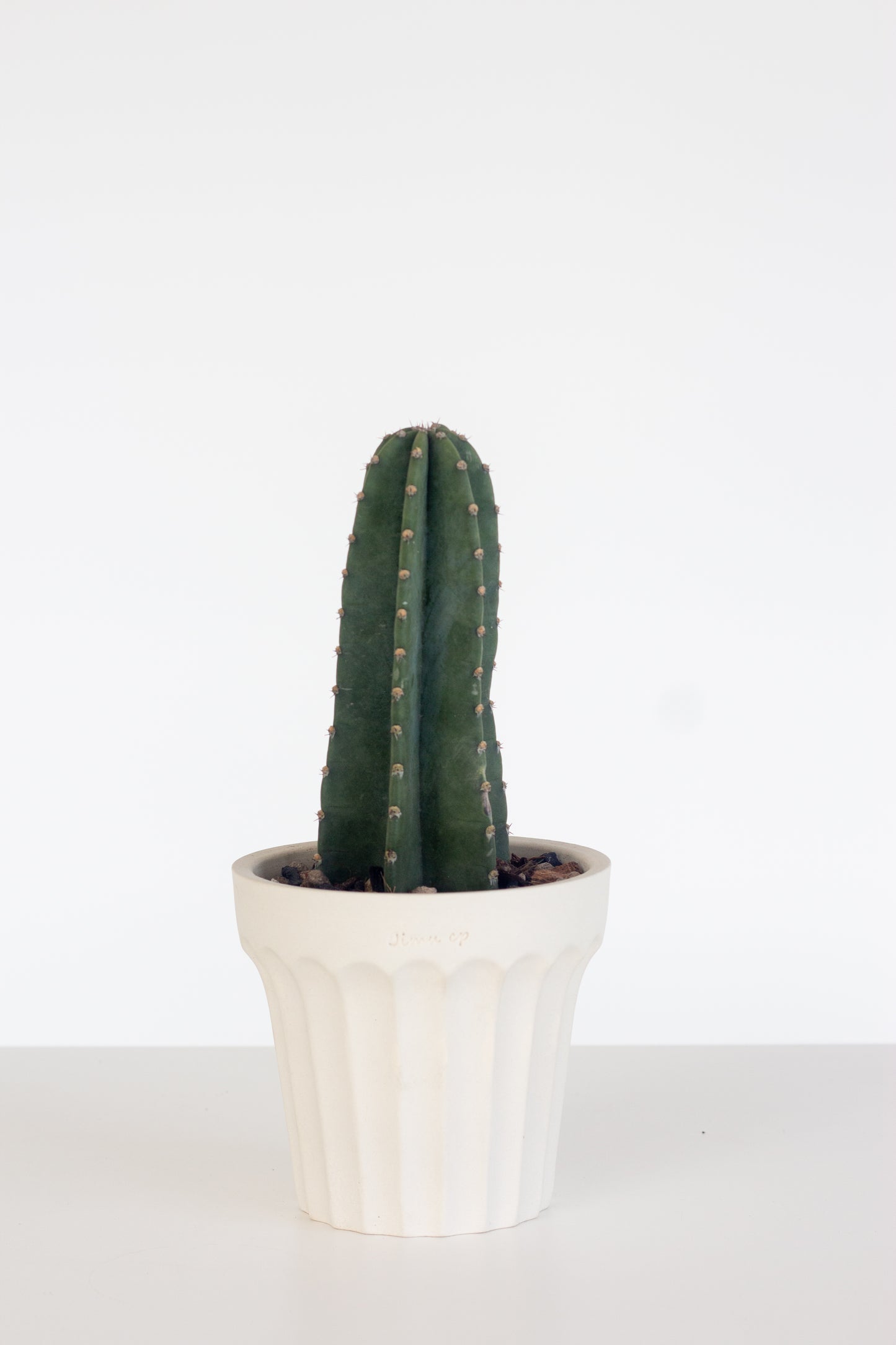 San Pedro Cactus