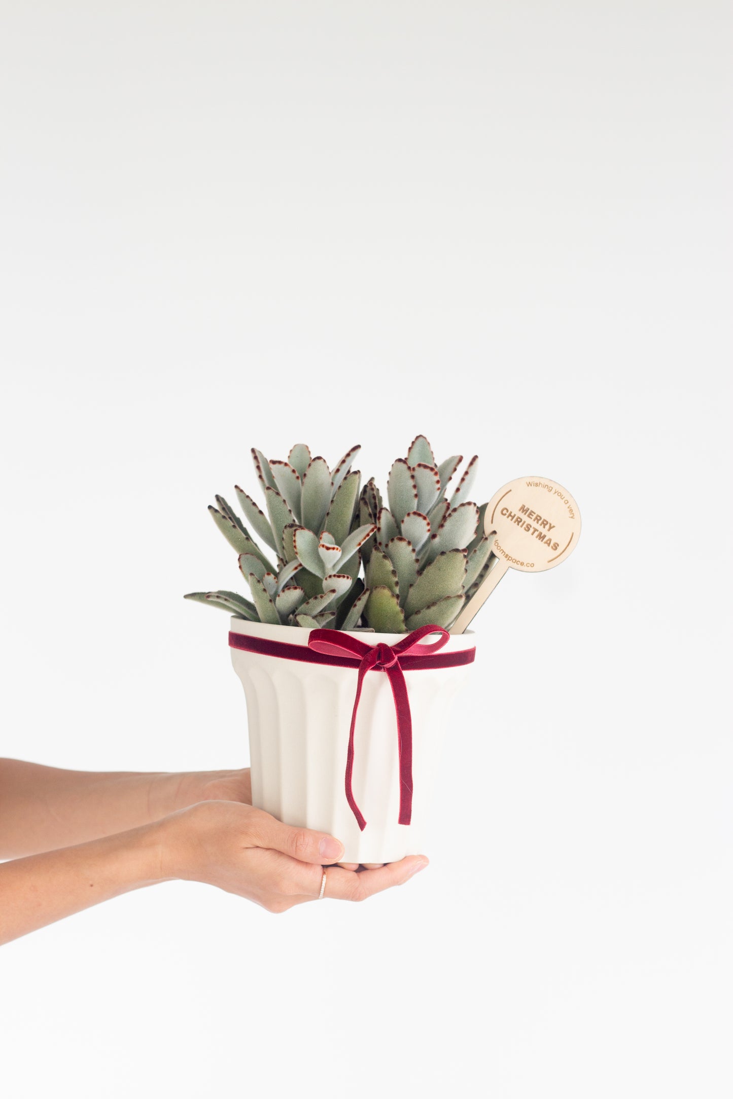 Panda Plant