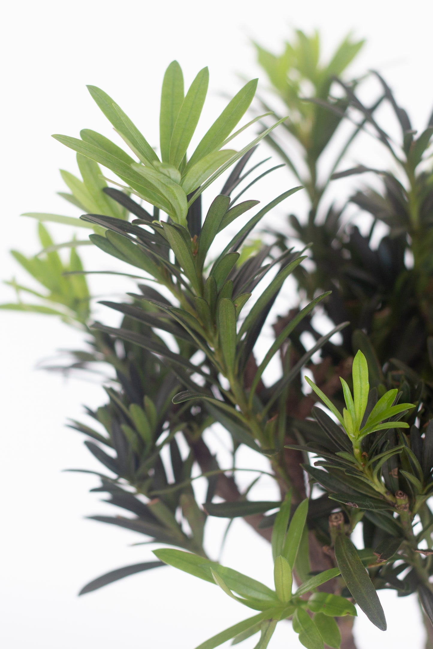 Buddhist Pine
