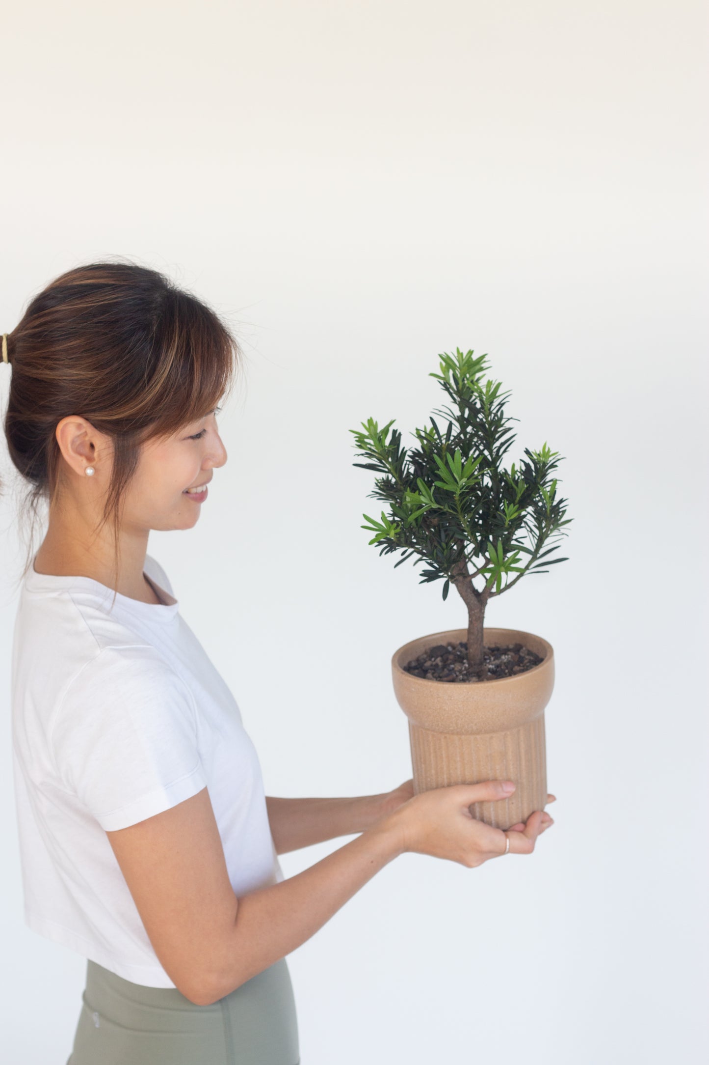 Buddhist Pine