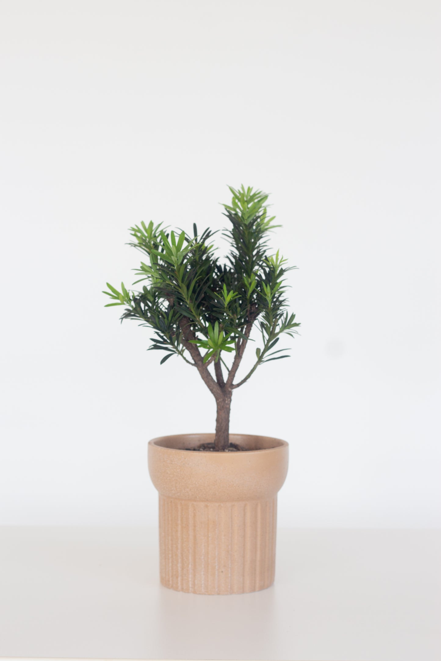 Buddhist Pine