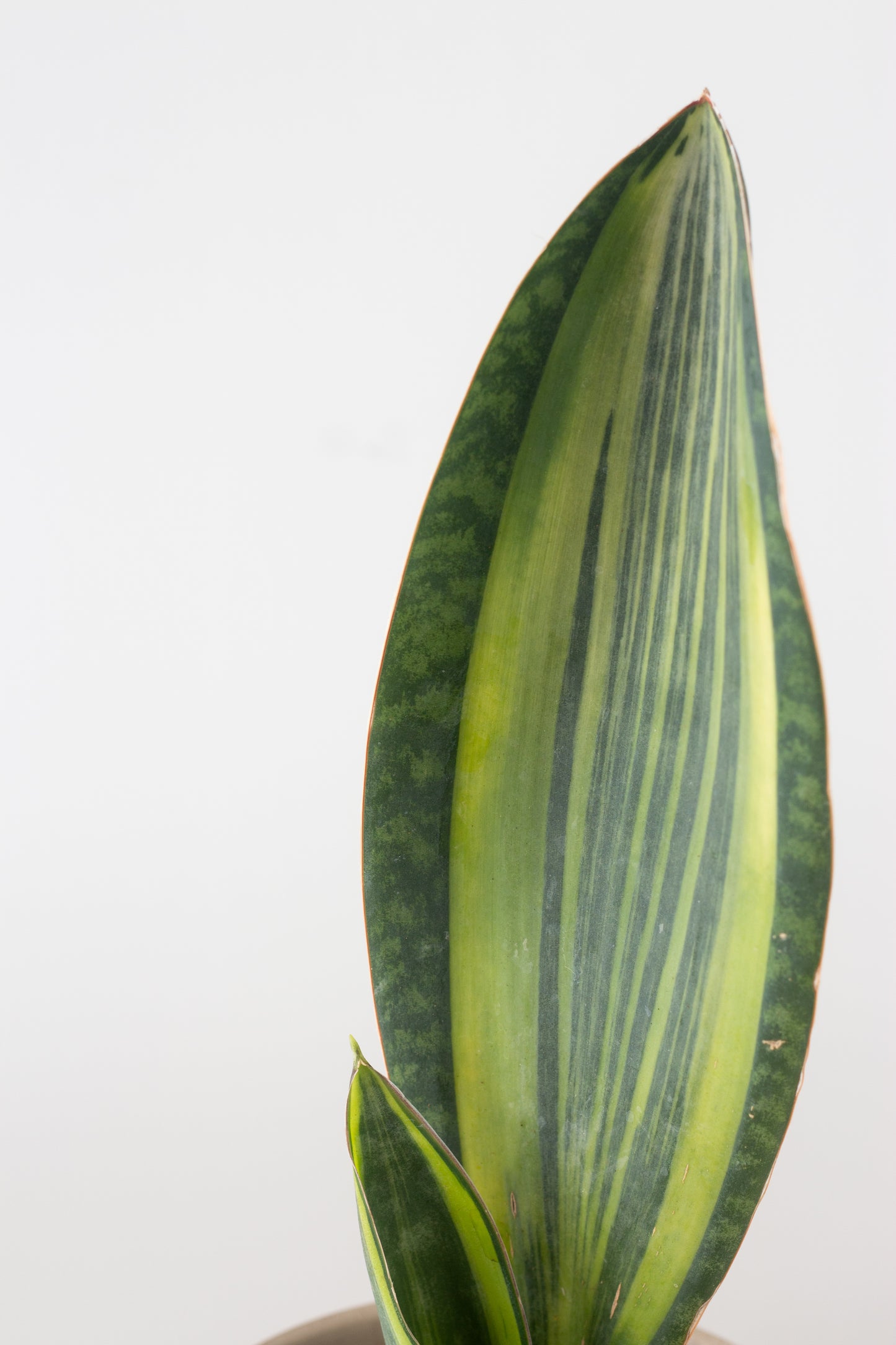 Sansevieria Masoniana