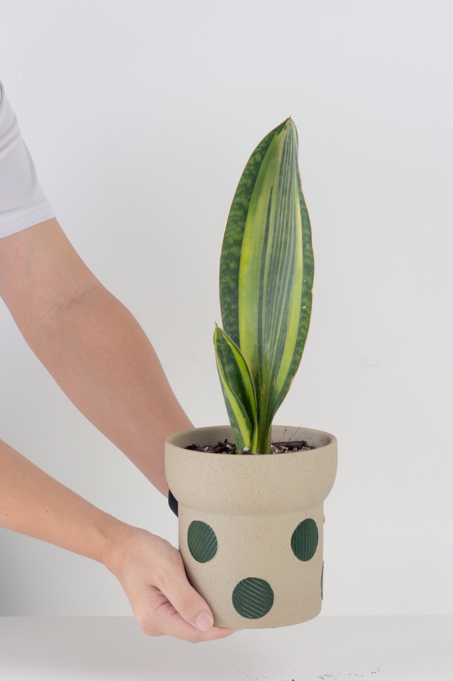 Sansevieria Masoniana