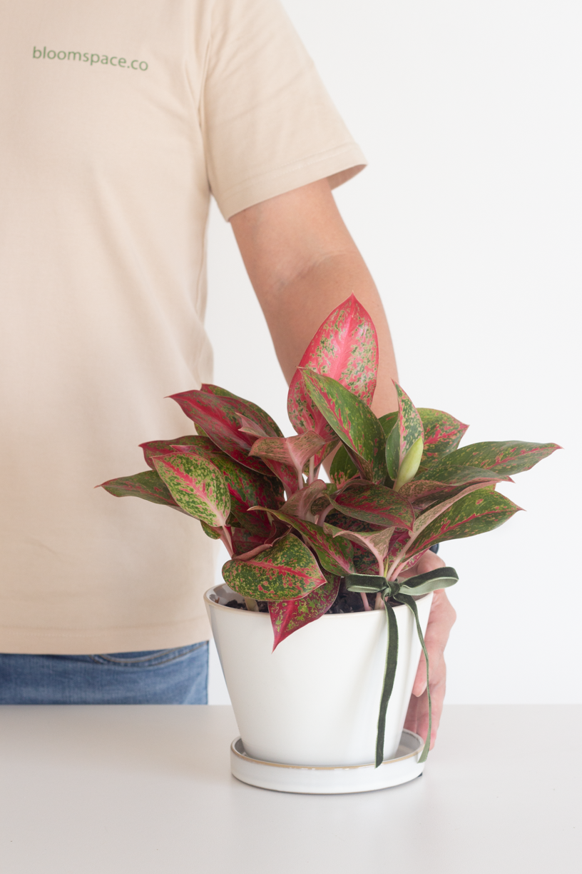 Aglaonema Stardust