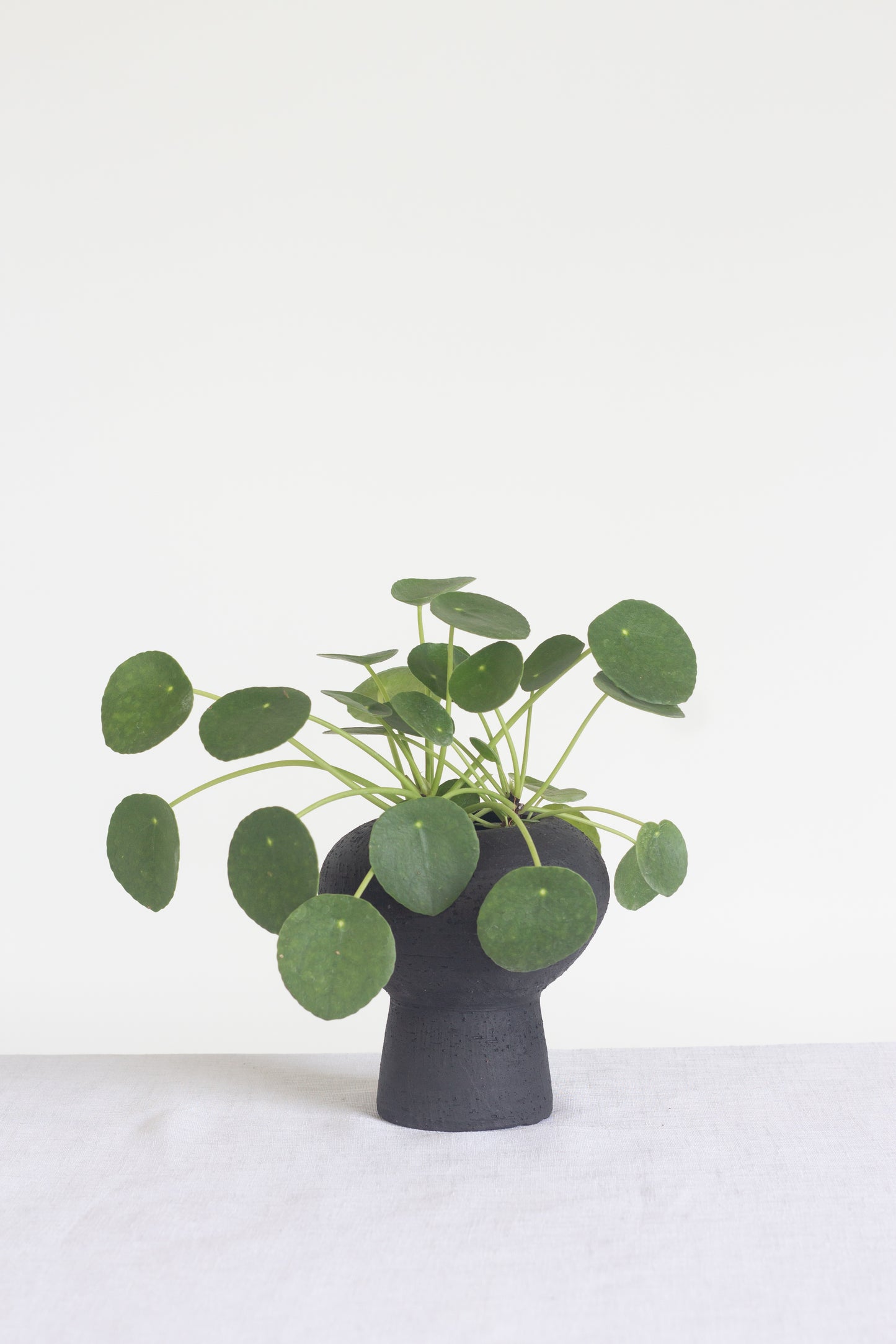Pilea Peperomioides