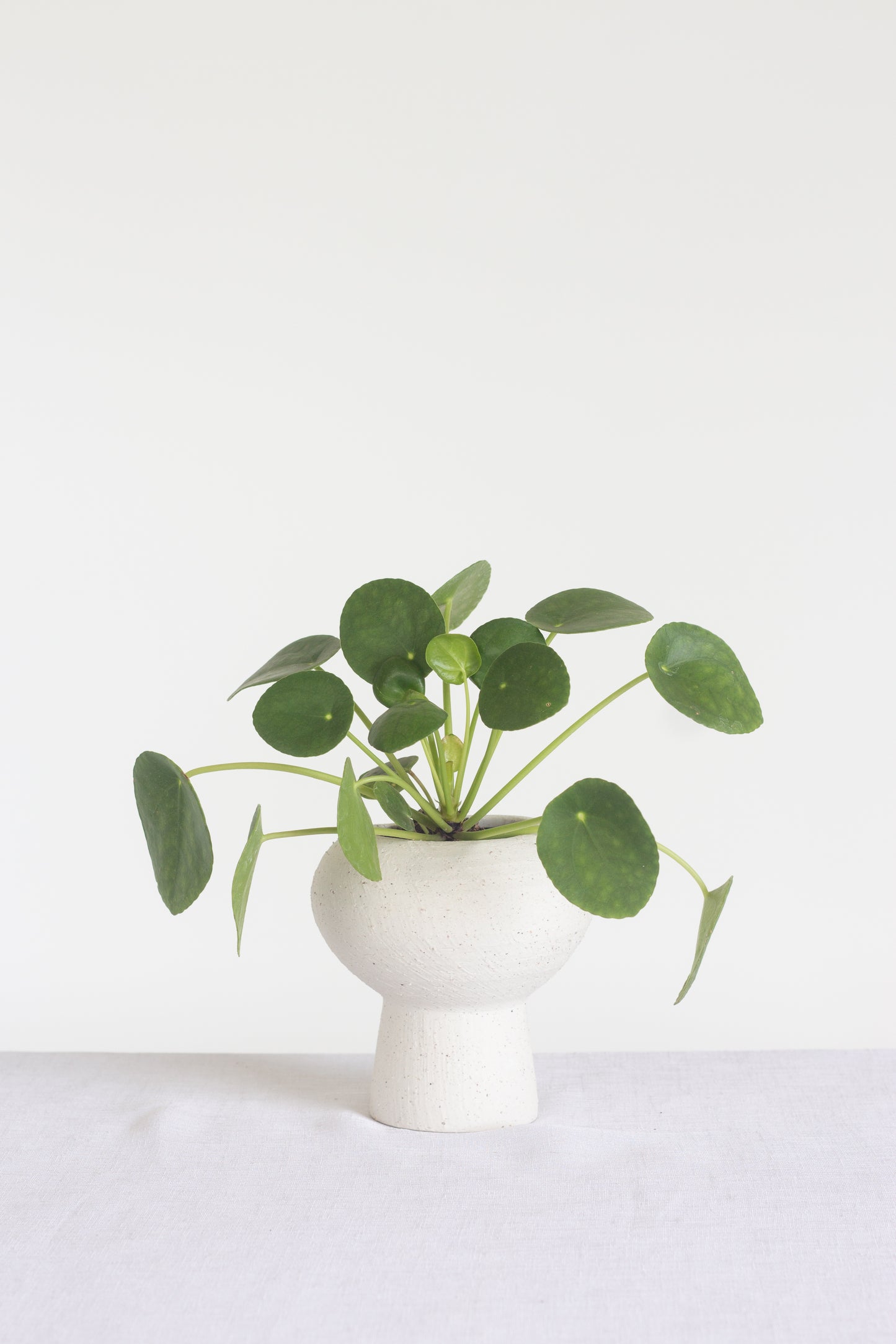 Pilea Peperomioides