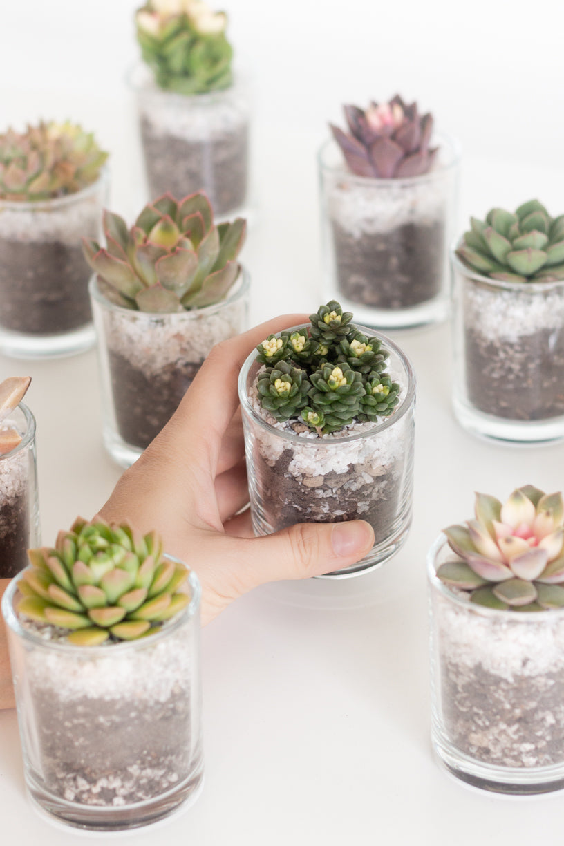 Succulent in Glass
