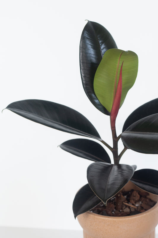 Rubber Plant