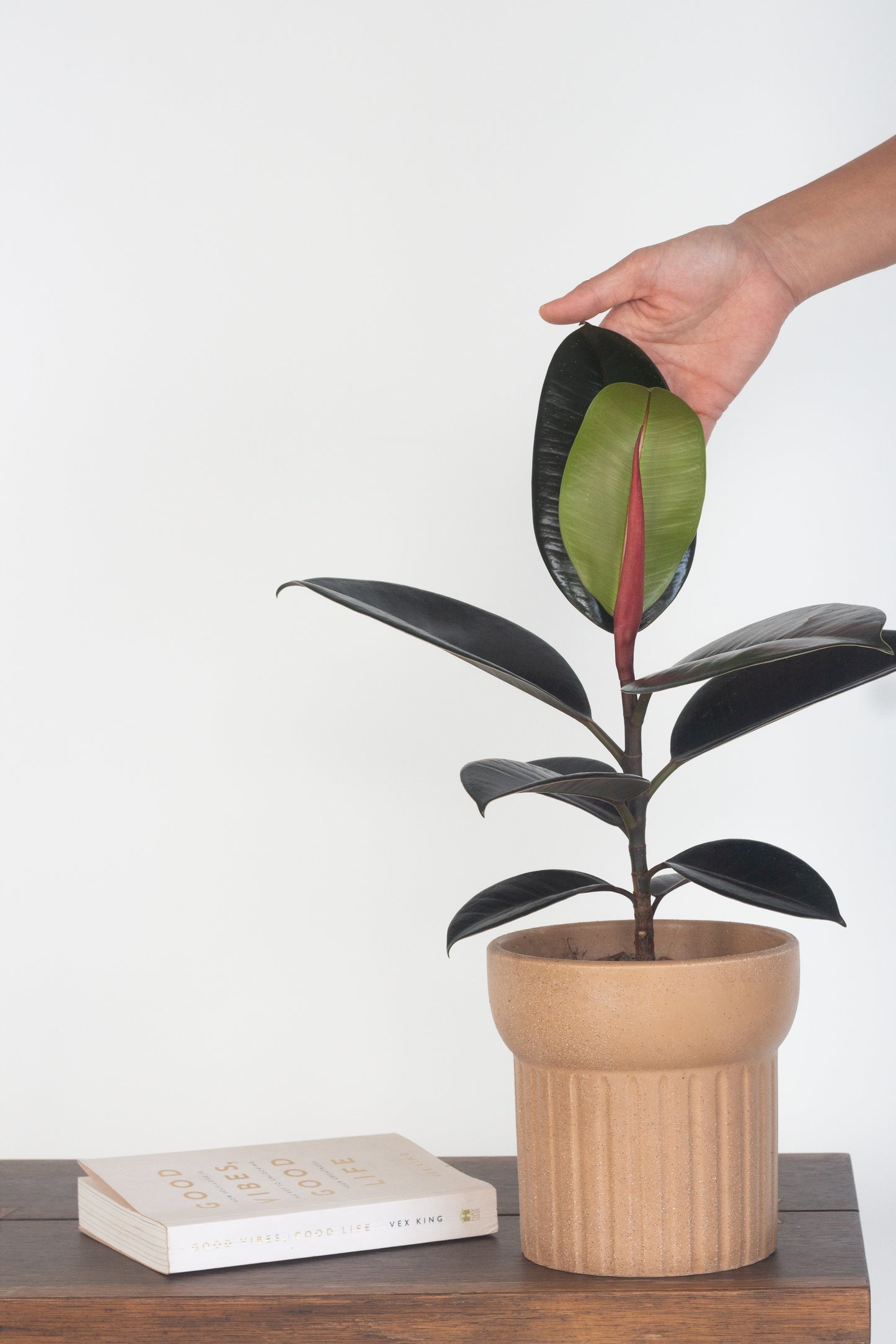 Rubber Plant