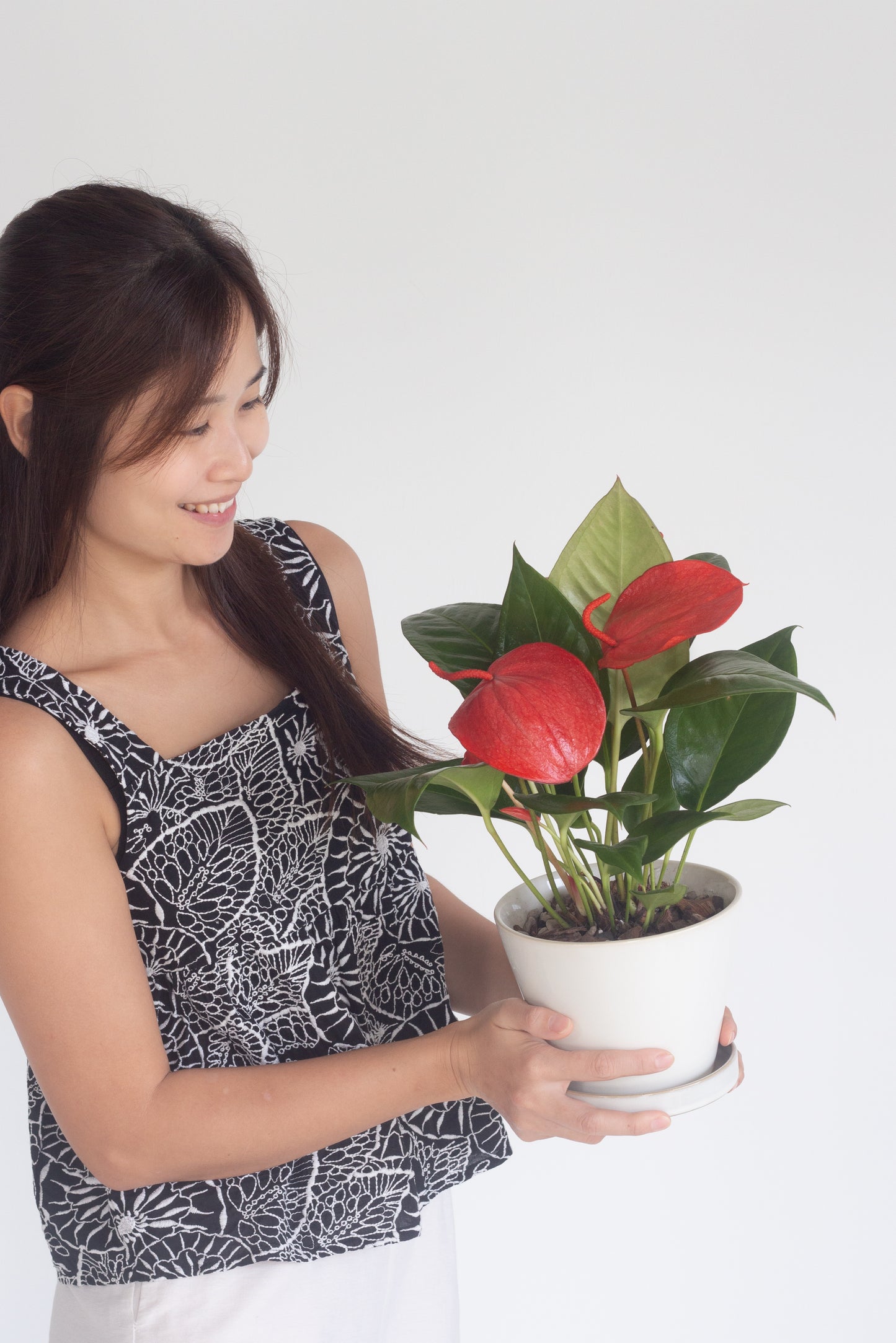 Anthurium Scherzerianum