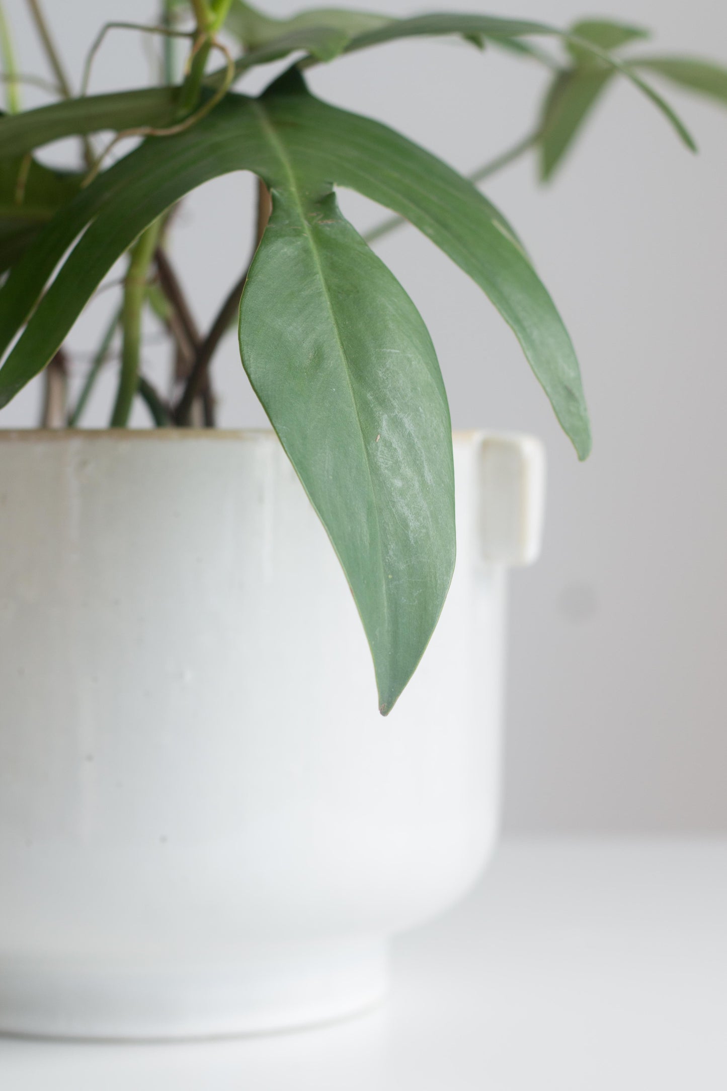 Philodendron Florida Green