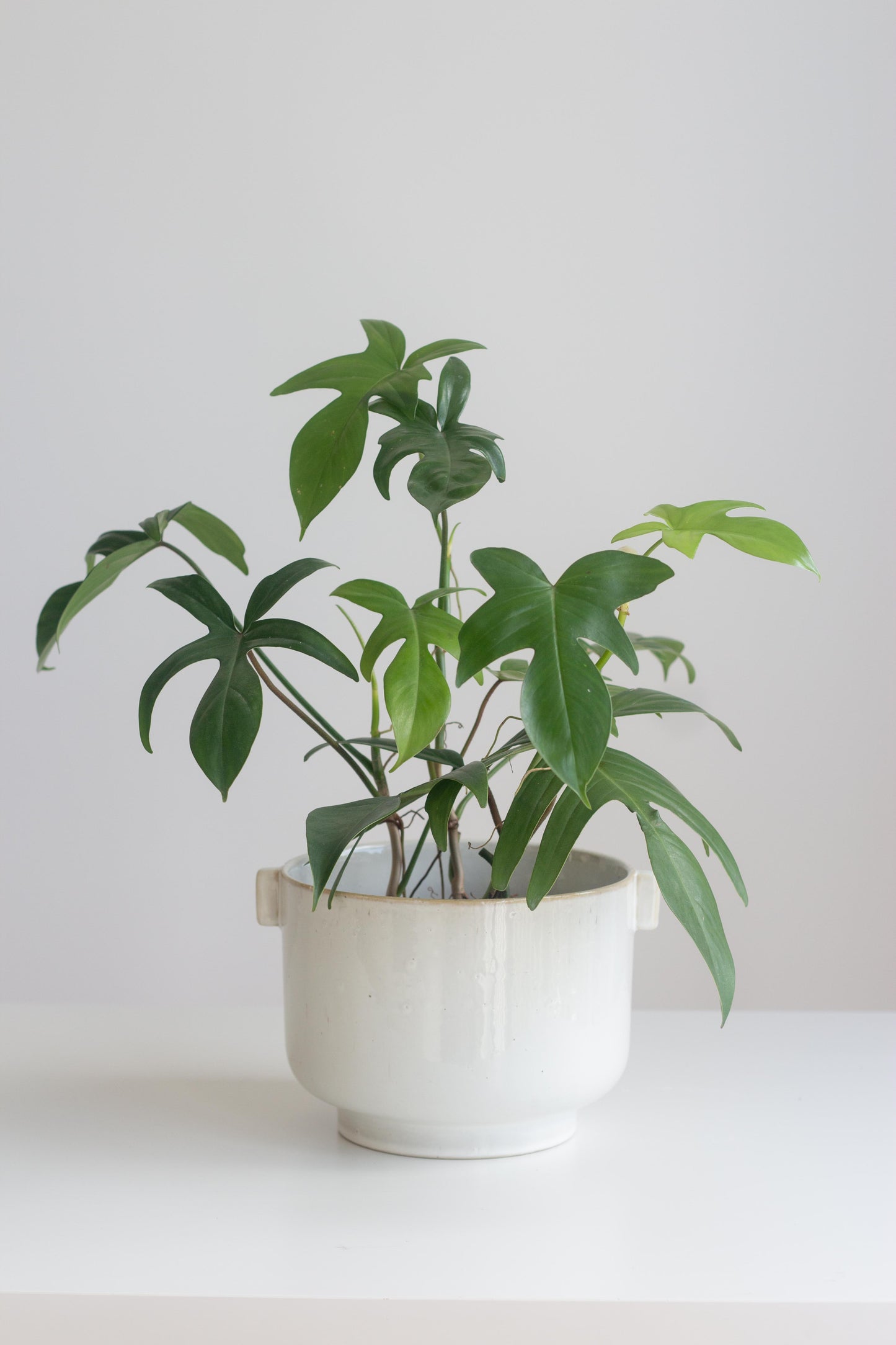 Philodendron Florida Green