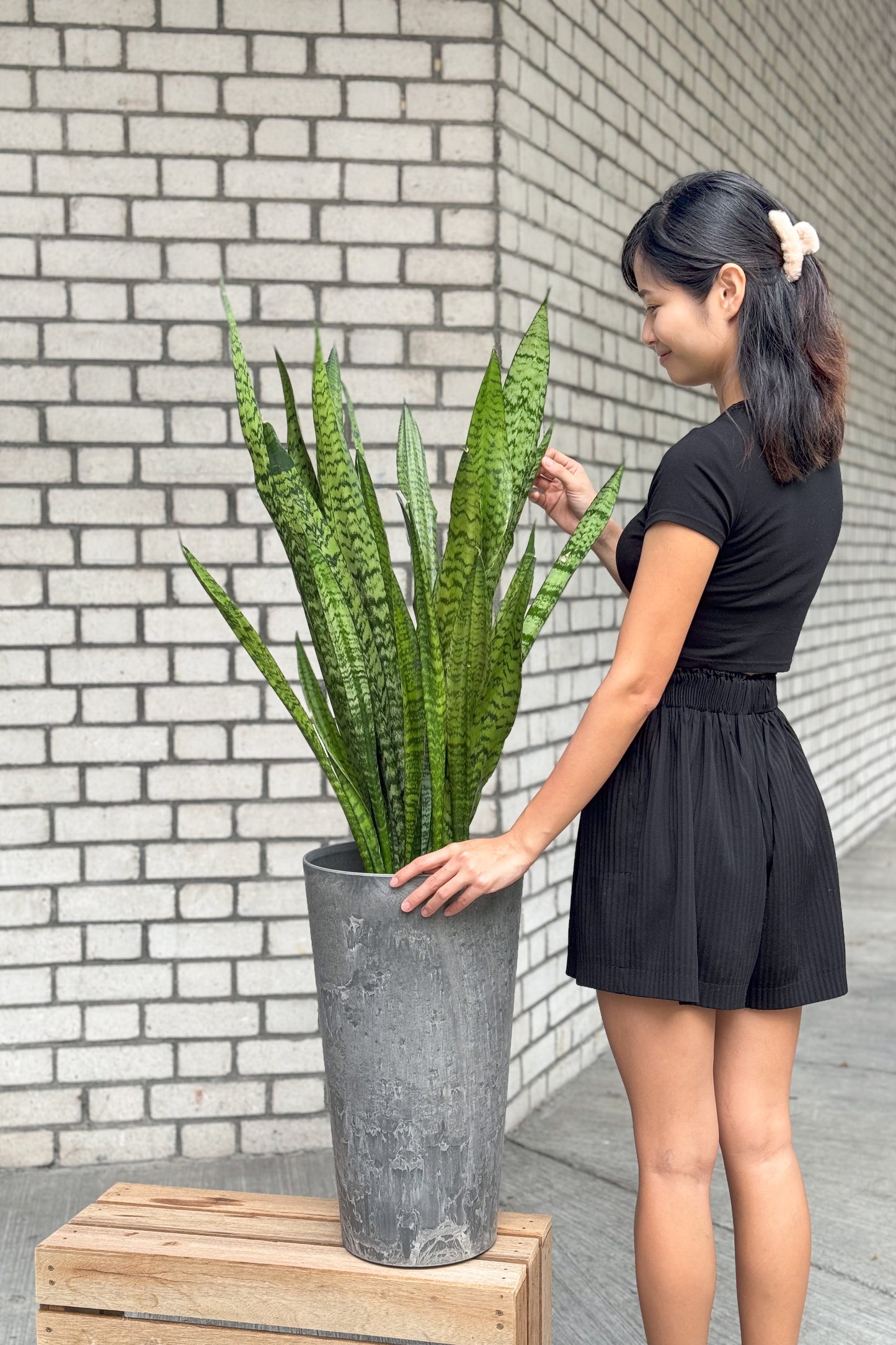 Sansevieria Zeylanica