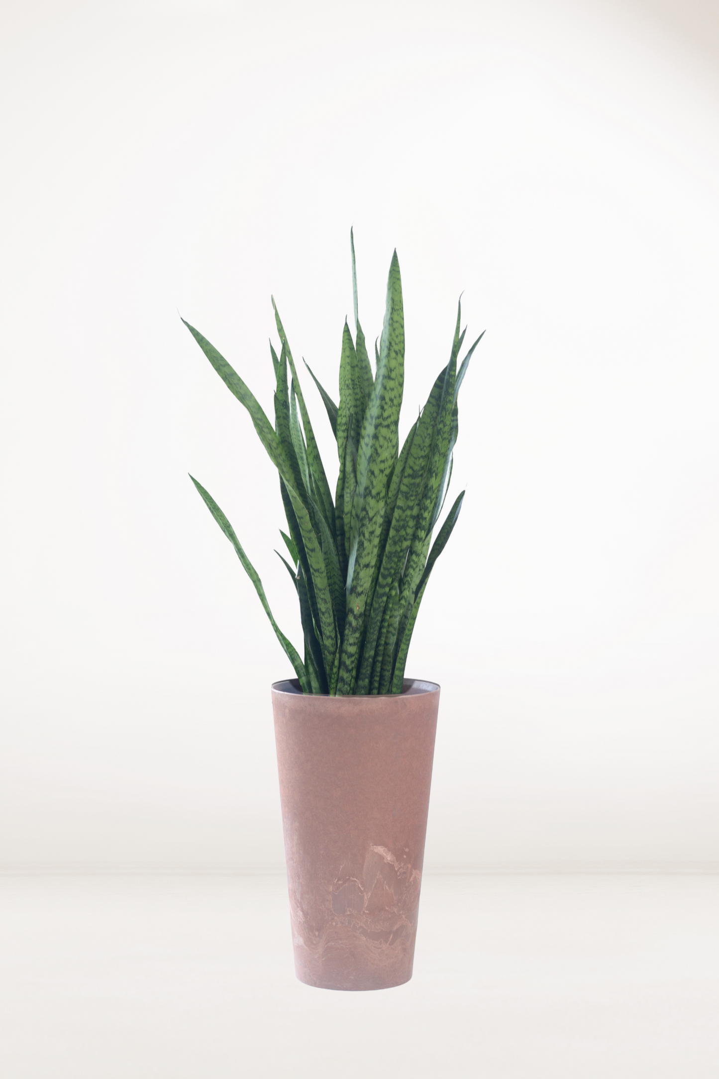 Sansevieria Zeylanica