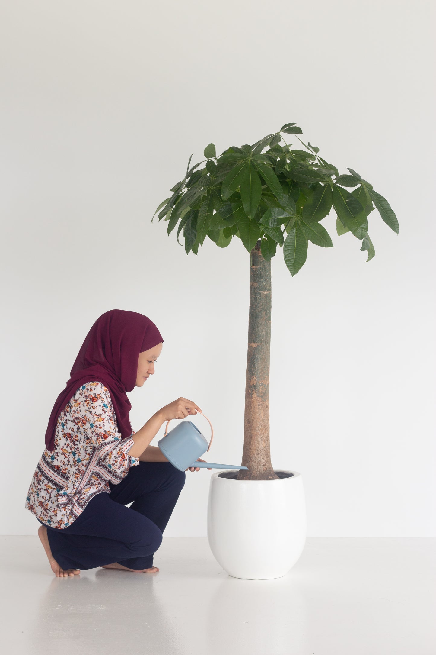 Stout Money Tree