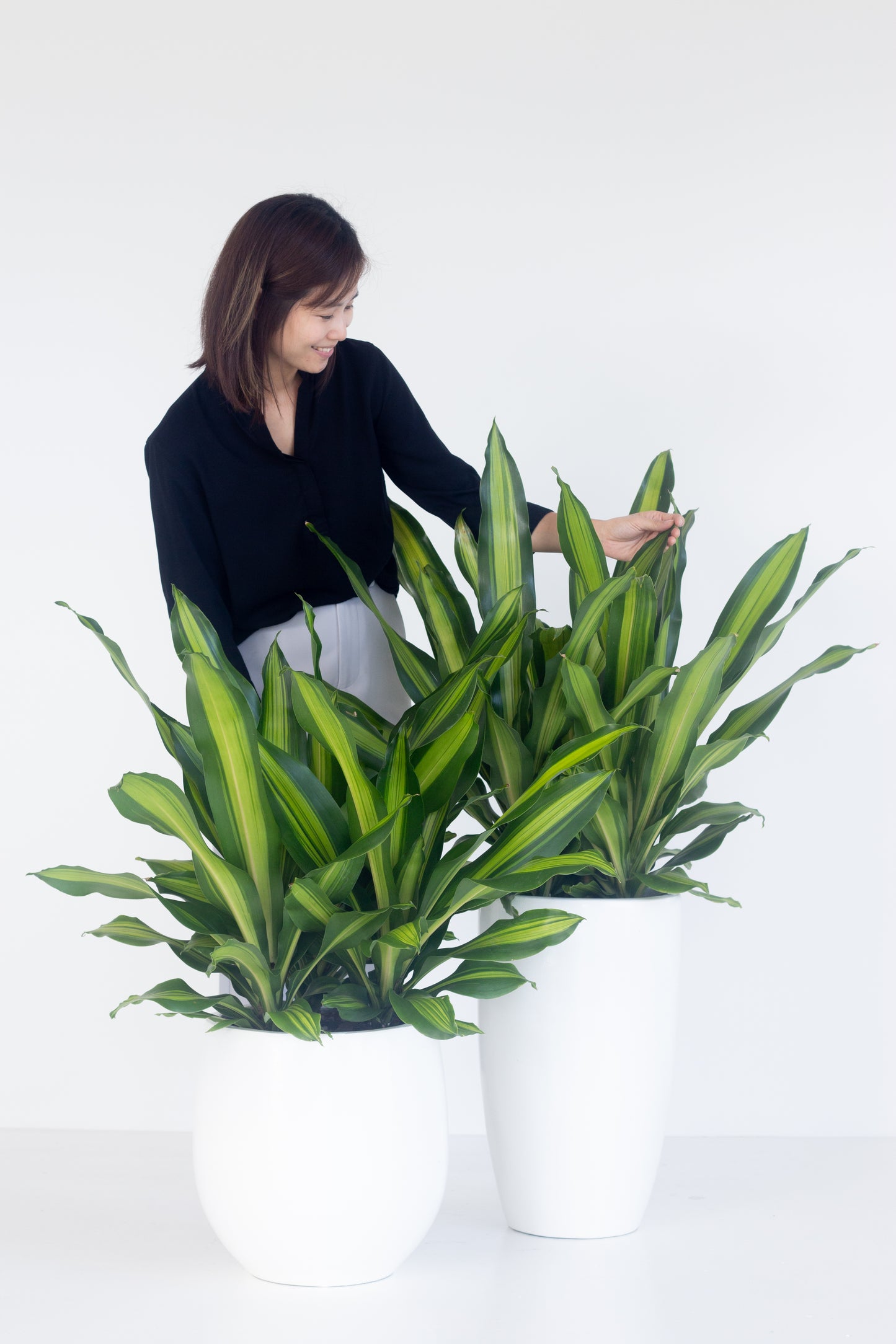Dracaena Fragans